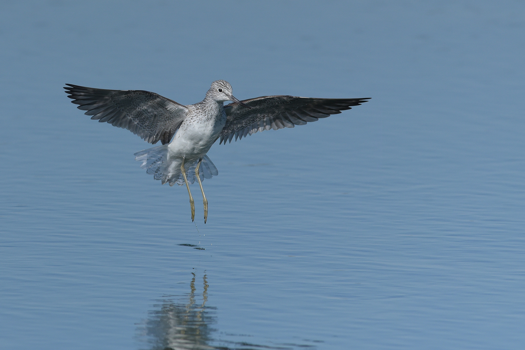 PENS AND FEATHERS LIKE LACE AND LACES