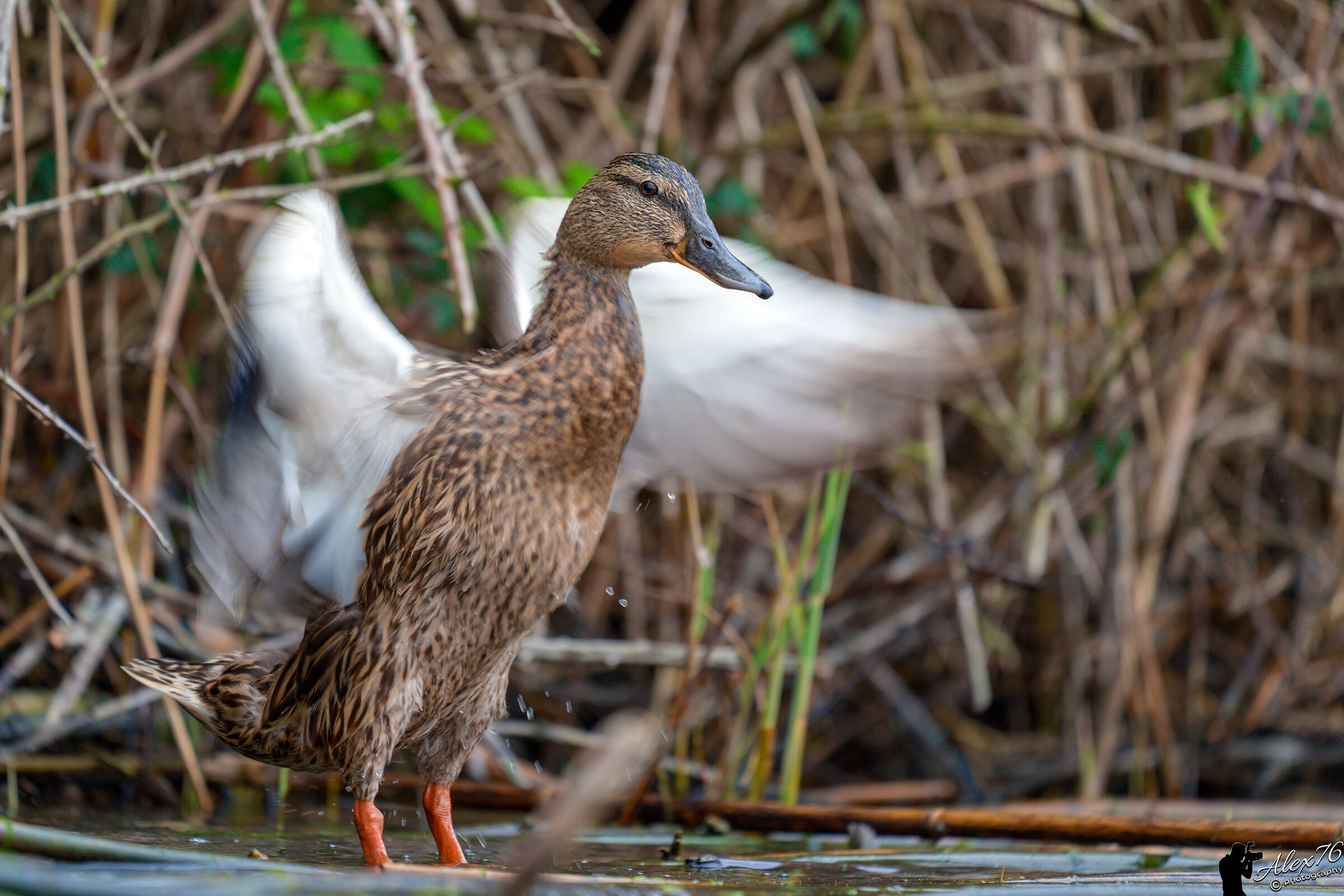With a flutter of wings