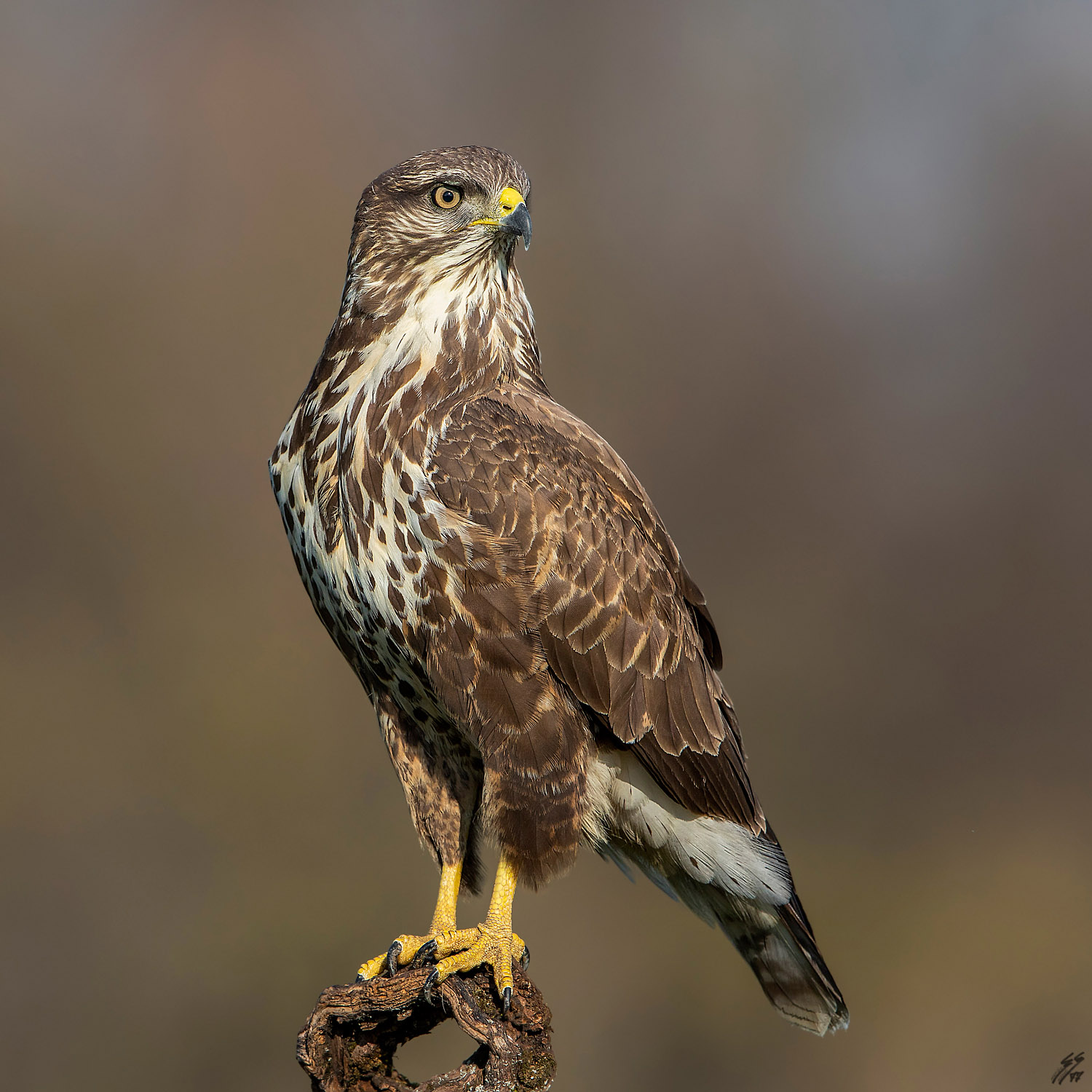 ..la bellissima poiana..