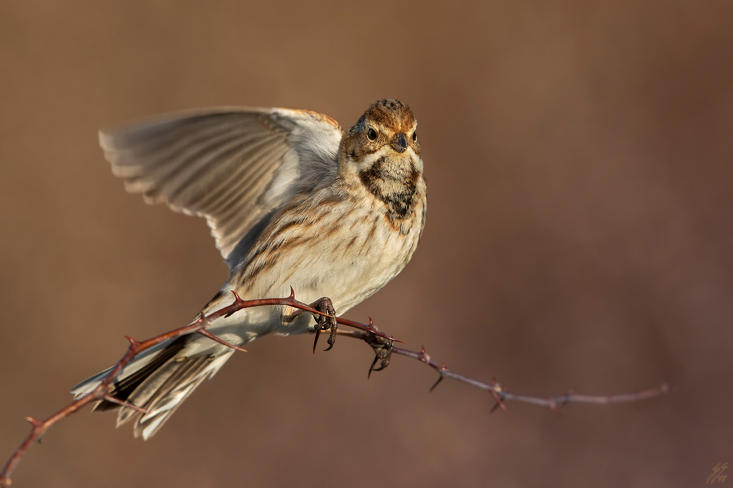 ..migliarino di palude..