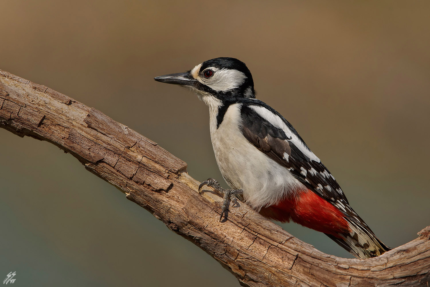 ..picchio rosso maggiore..