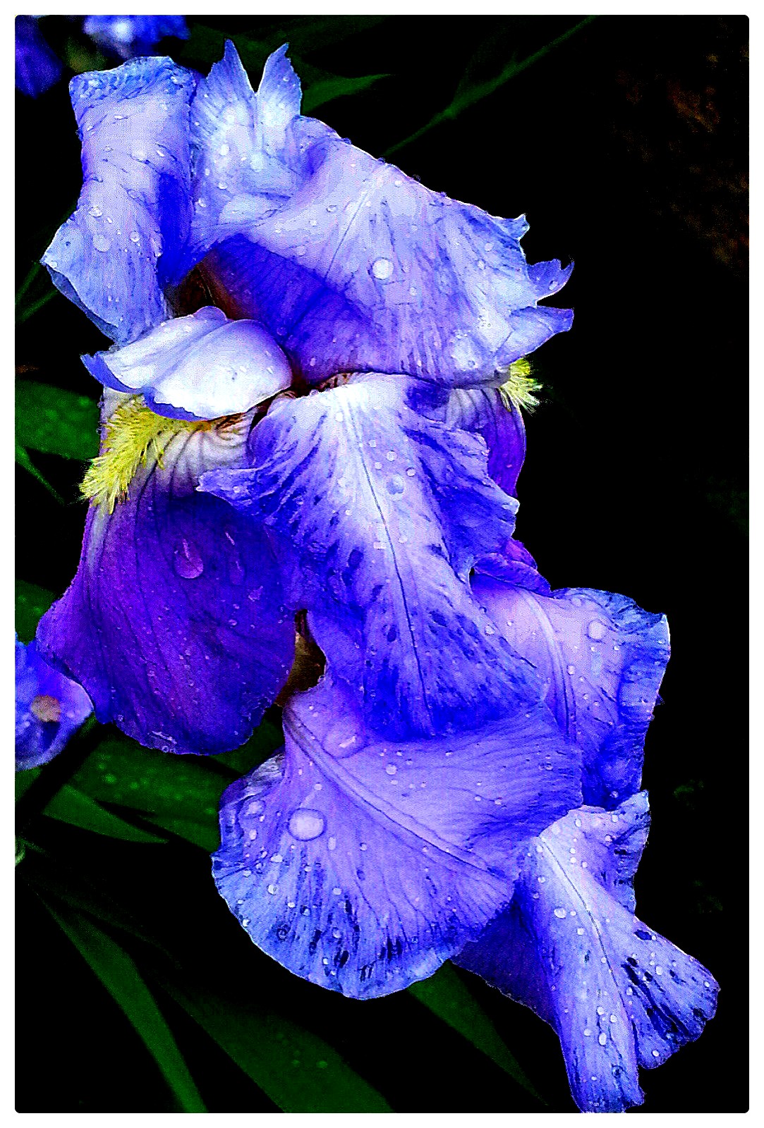 Iris