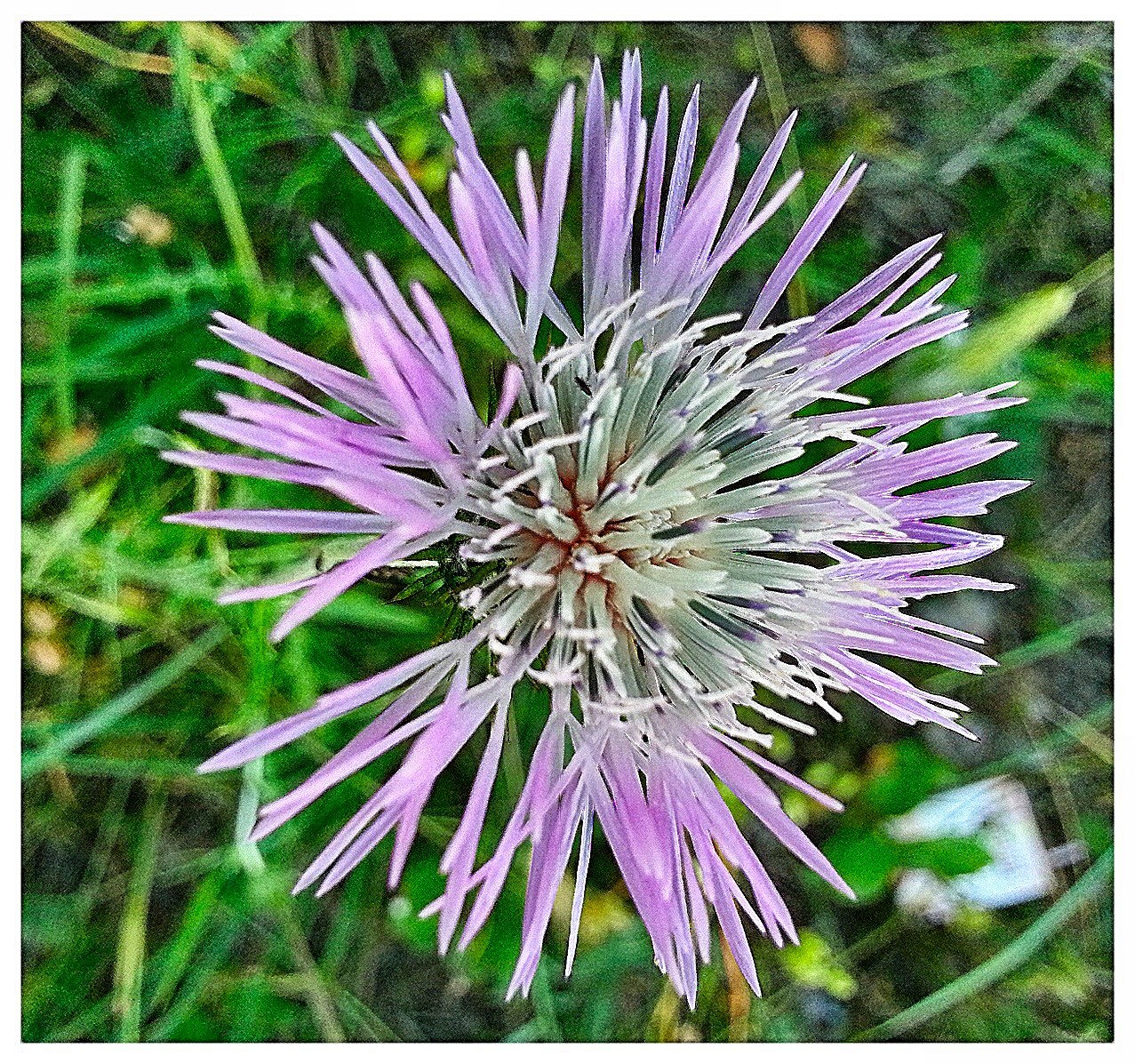Fiore di campo