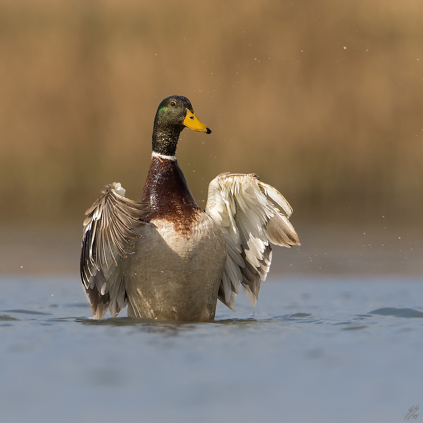 ..germano reale maschio..