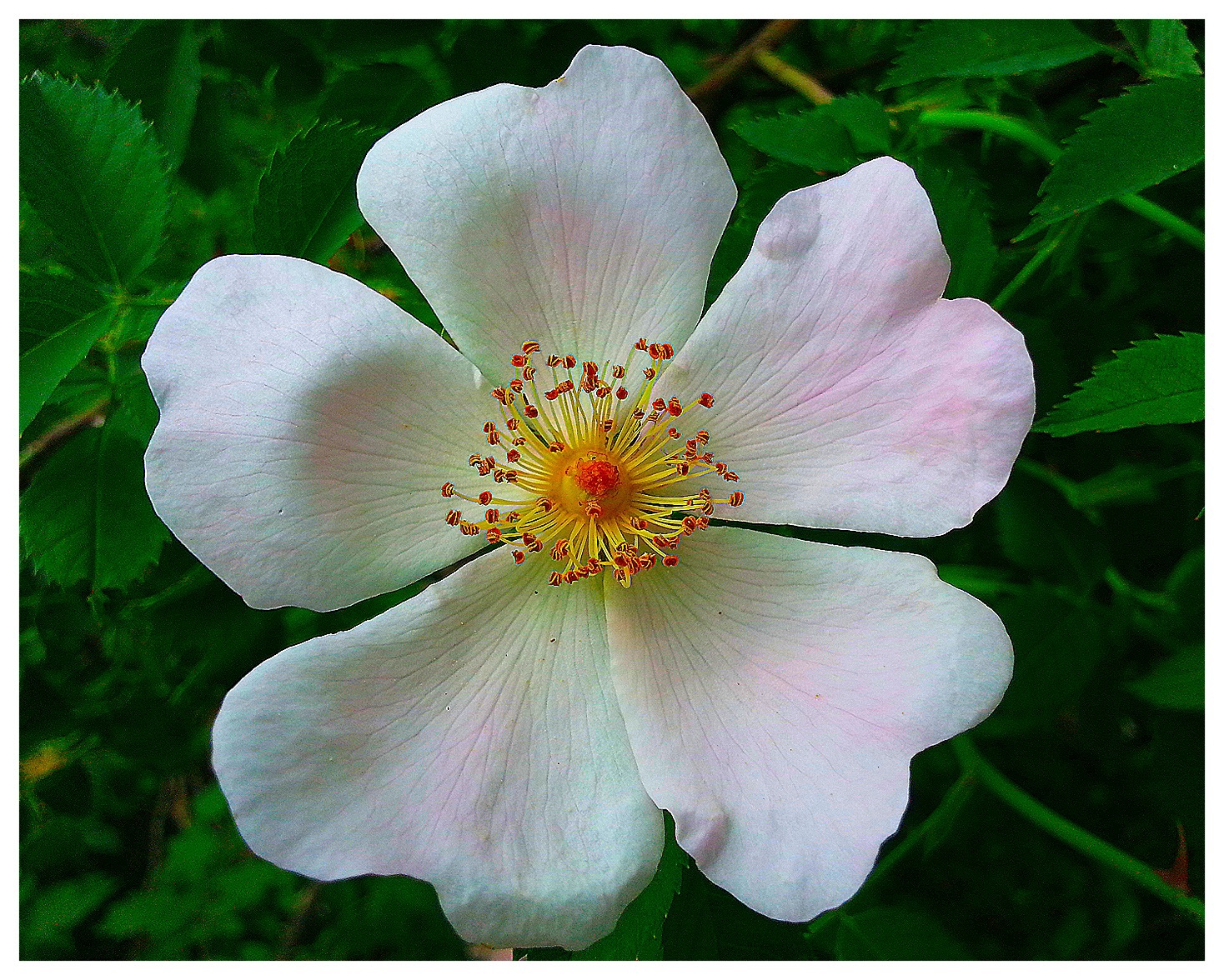 Fiore di rovo
