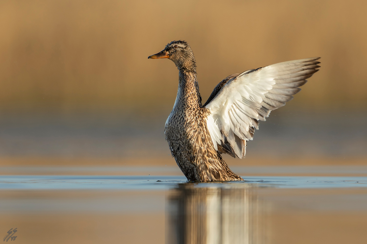 ..germano reale femmina..