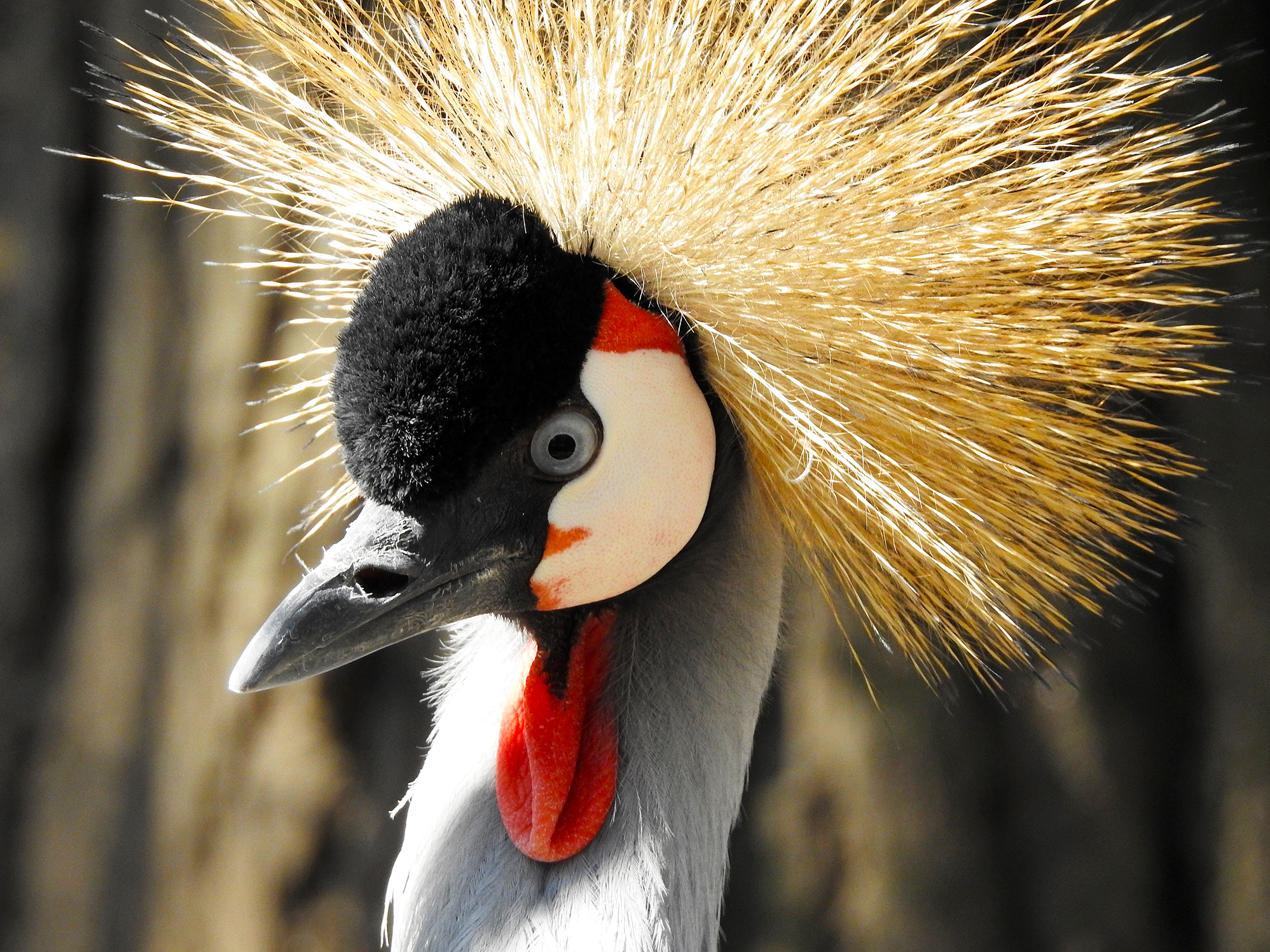 Crowned Crane