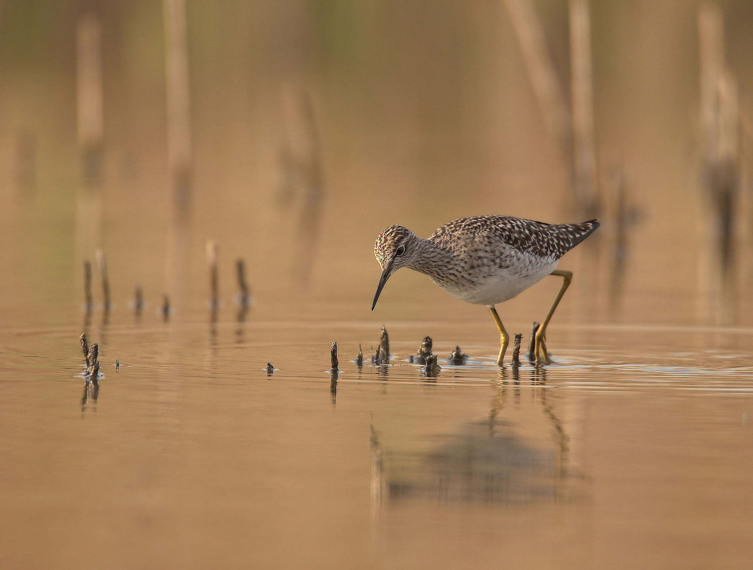 Pyro Pyro Boschereccio