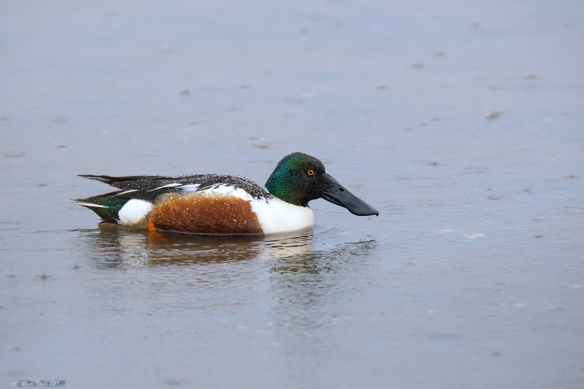 In the Rain (Shoveler)