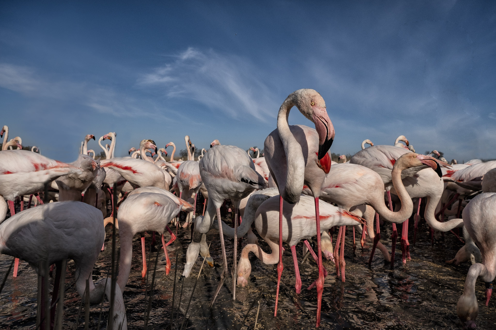 Wide-Angle e Fenicotteri!