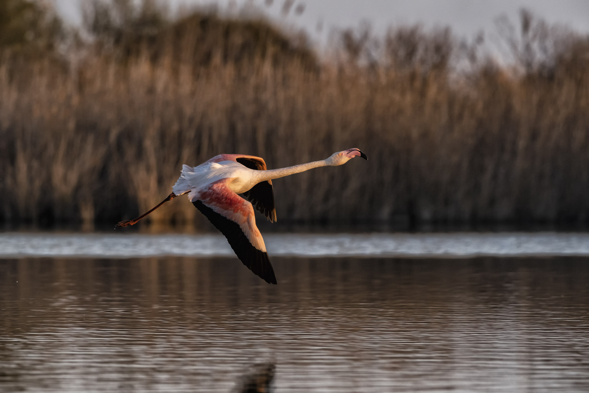 In Flight at sunset