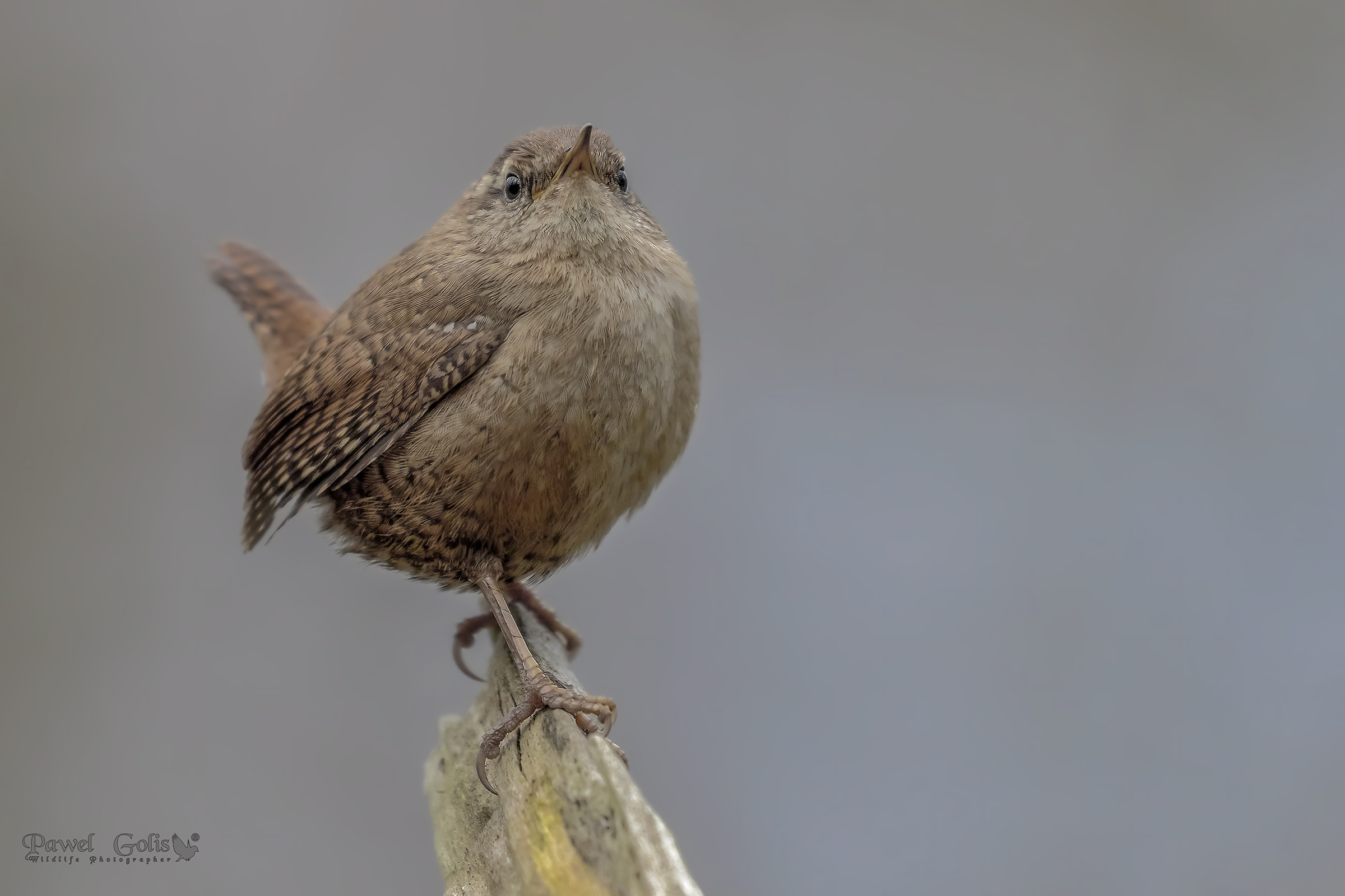 Wren (Troglodytes troglodytes) di Eurasian