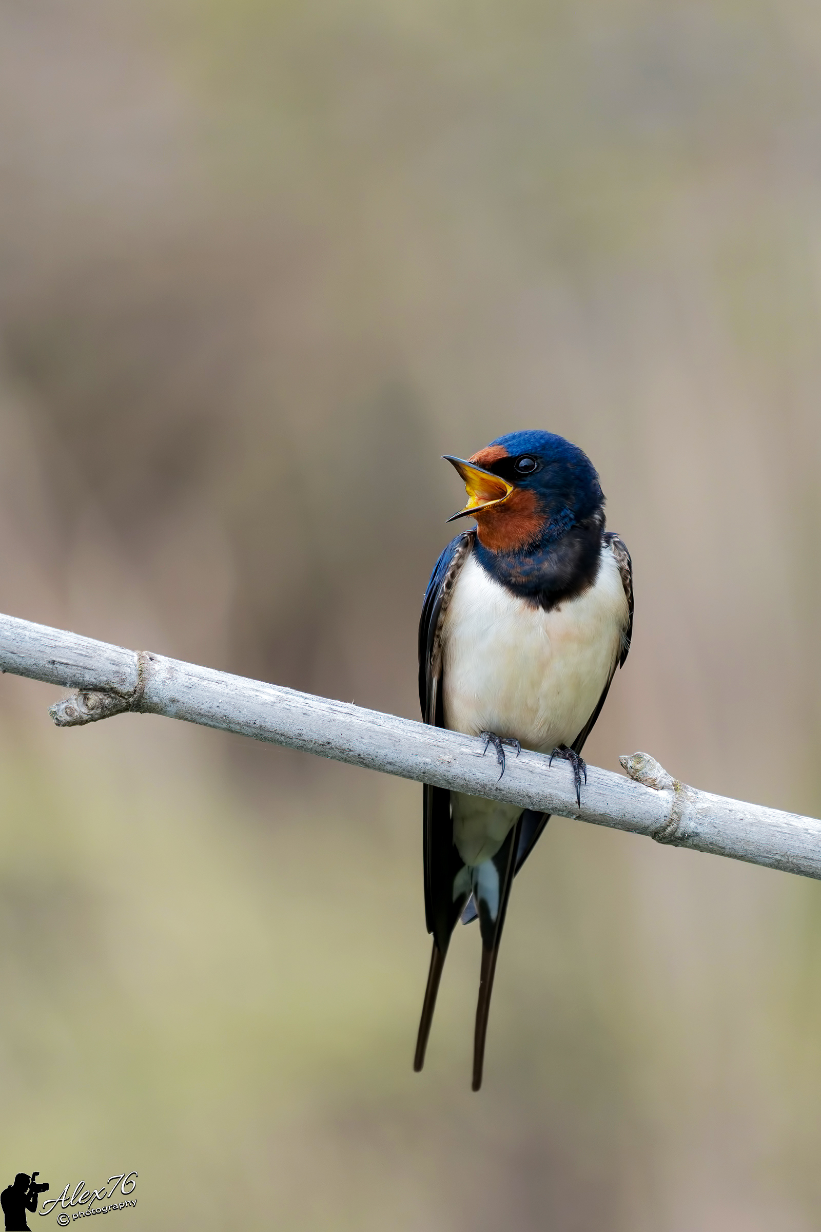 Partner cercasi... (Hirundo rustica)