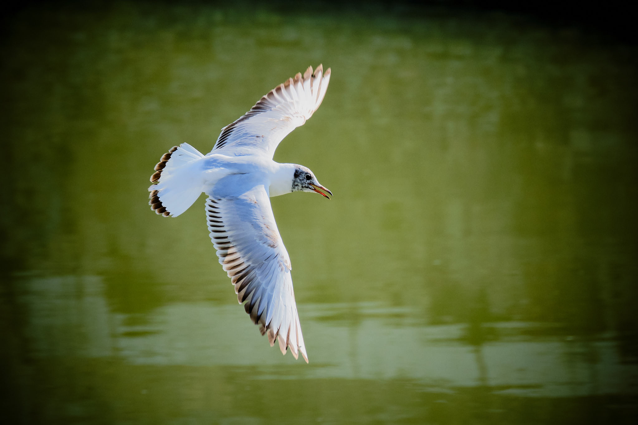 Common Seagull (Very...)