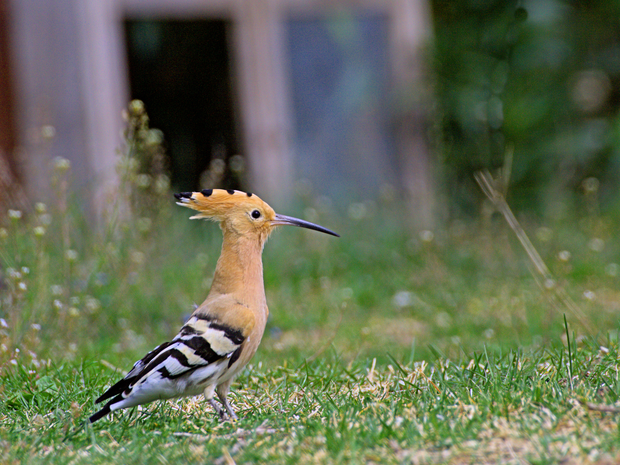 Hoopoe