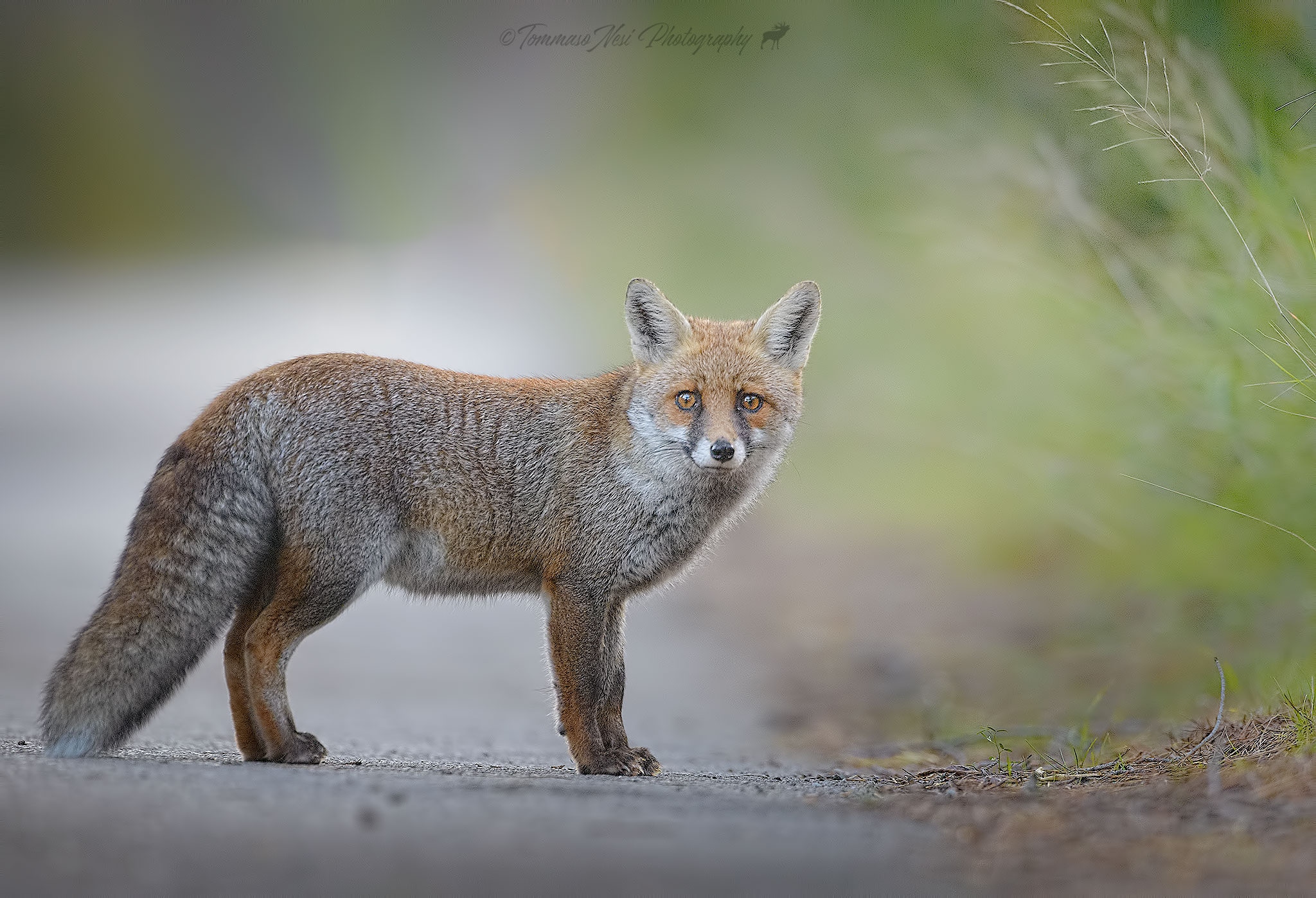Red Fox