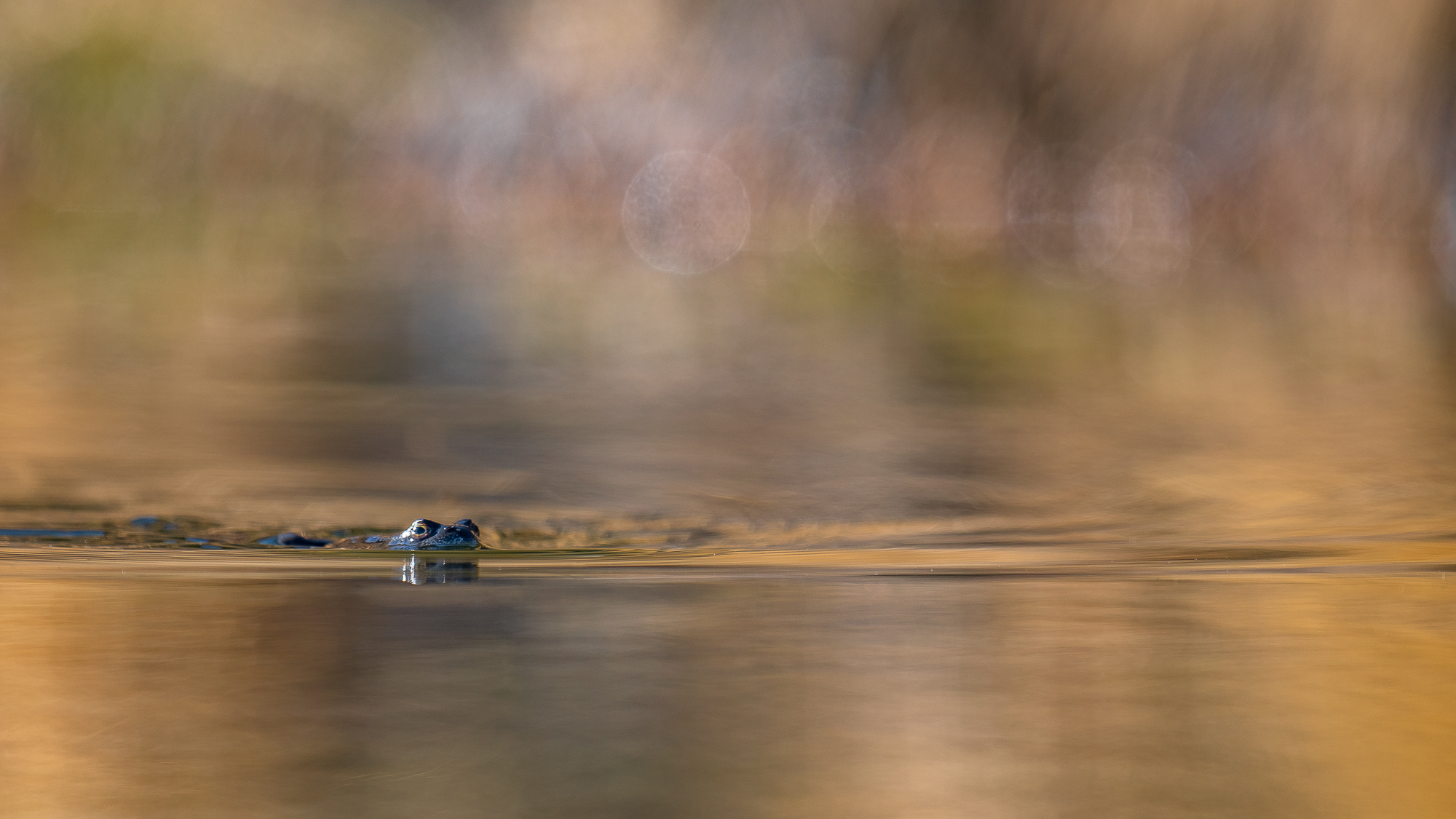 swimming in a golden pool