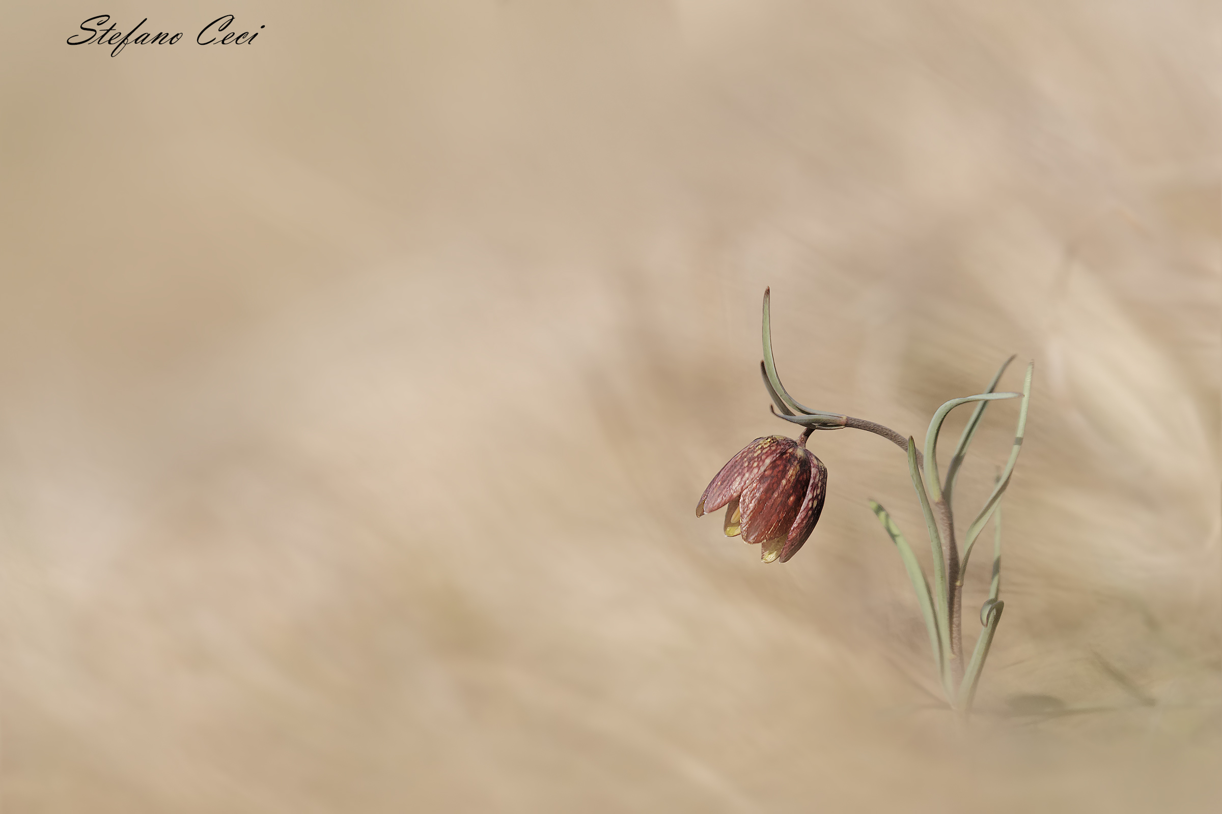 Fritillaria Tenella