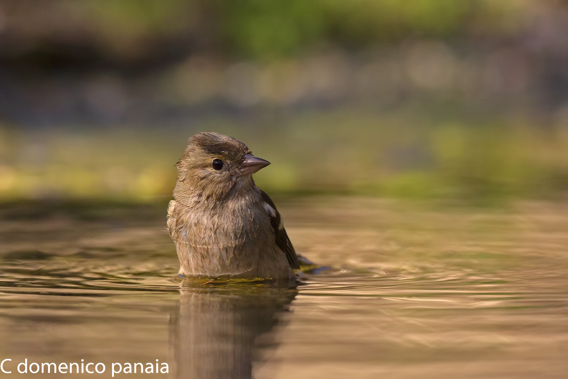 fringuello femmina al bagno