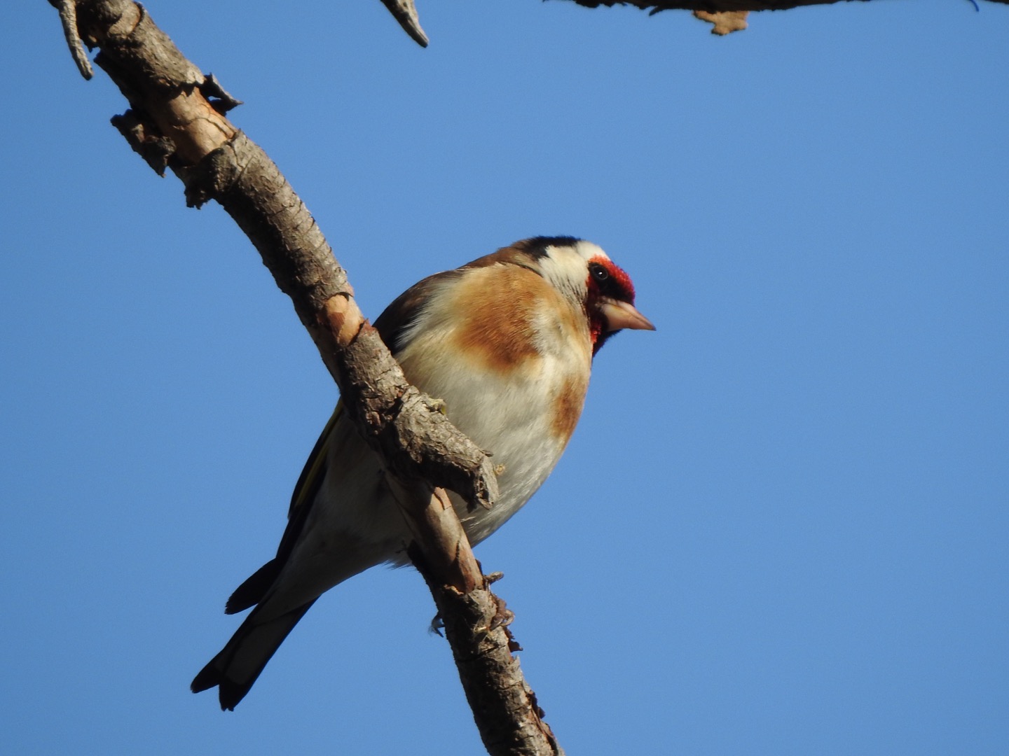 Goldfinch