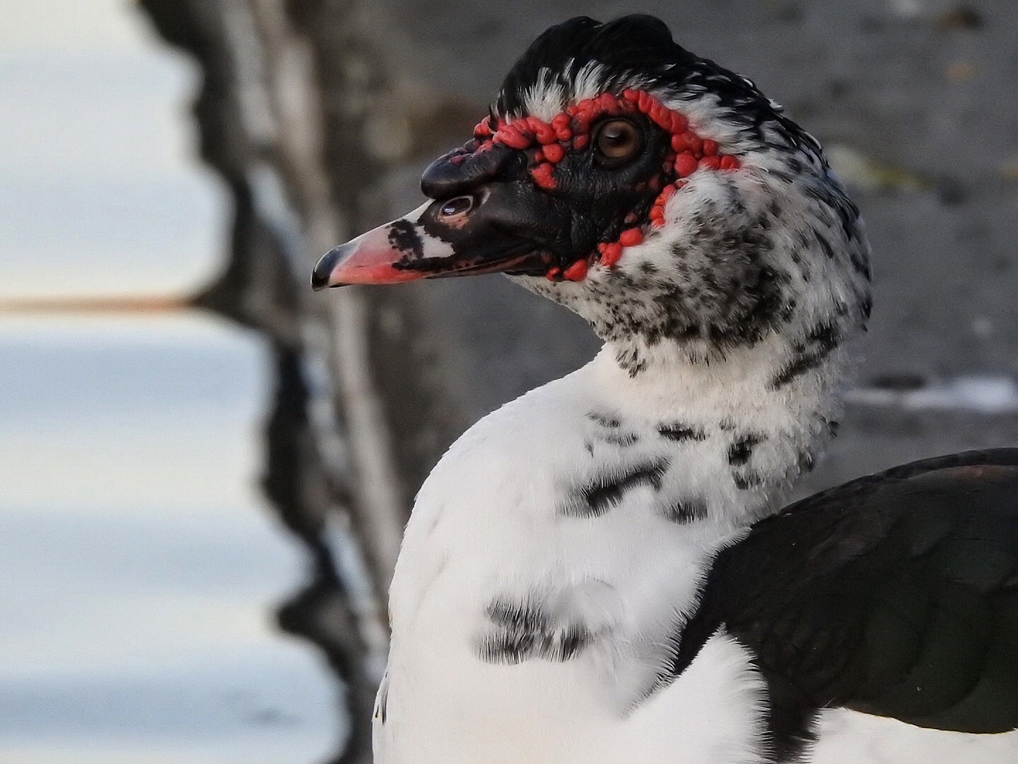 Dumb or muschied Duck