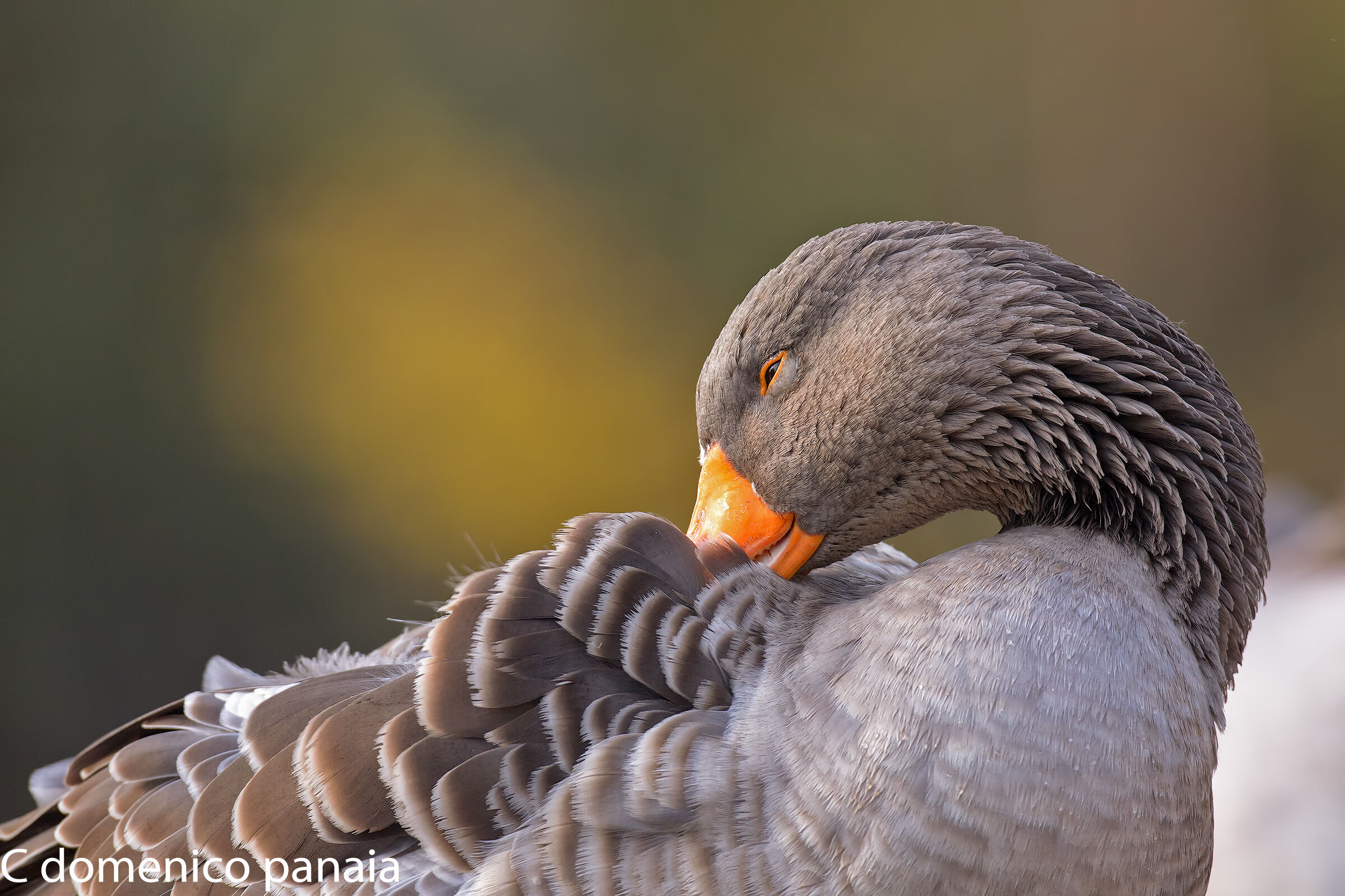 non avrò mica le pulci?