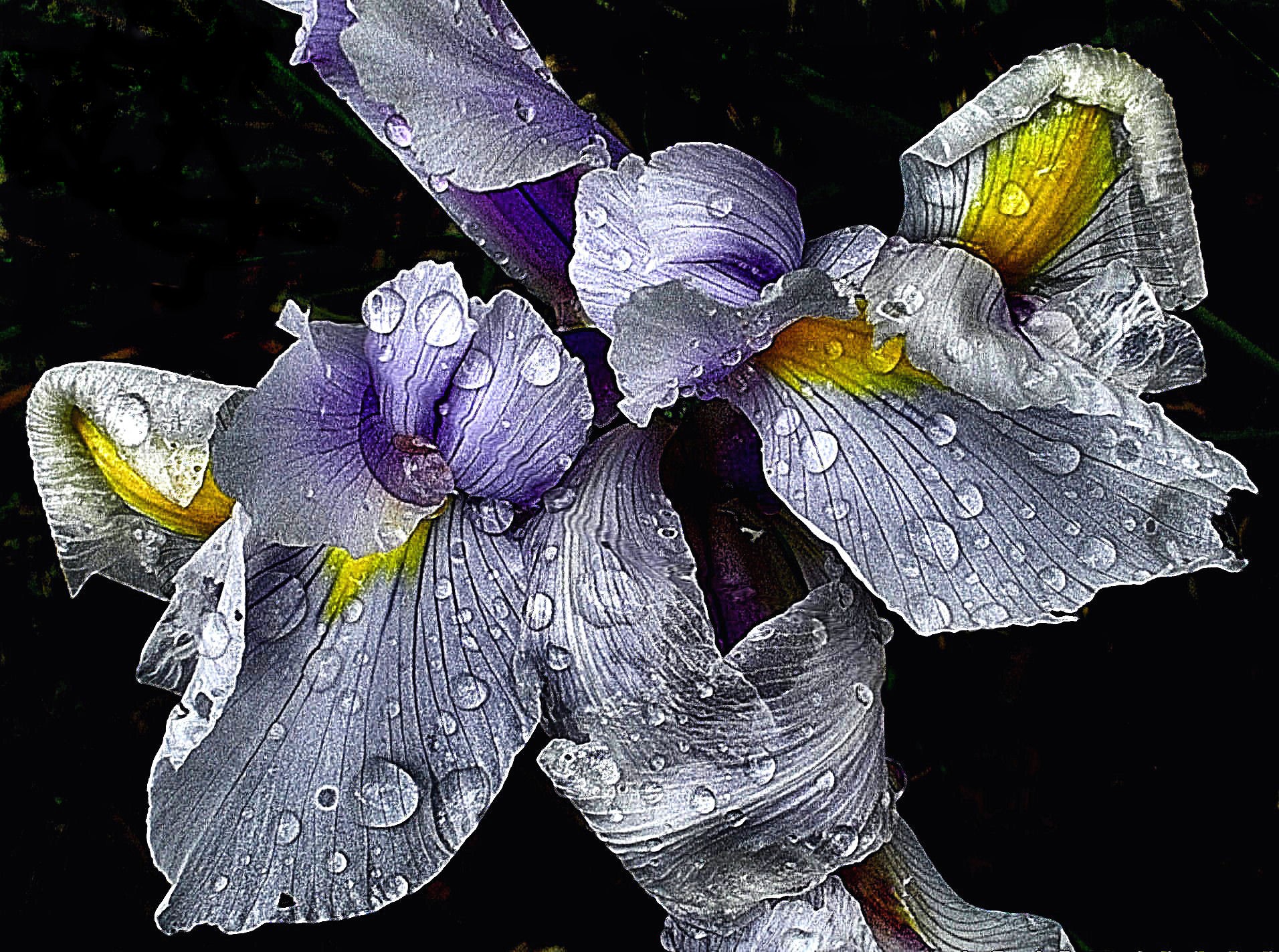 Iris