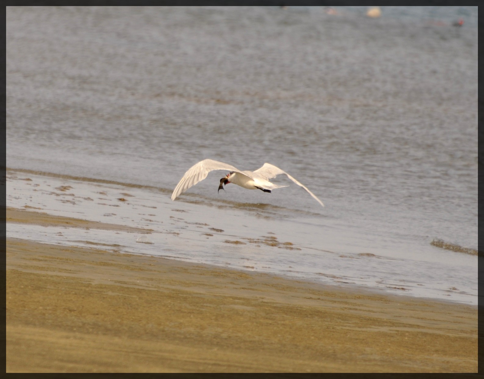 per pranzo...pesce fresco!