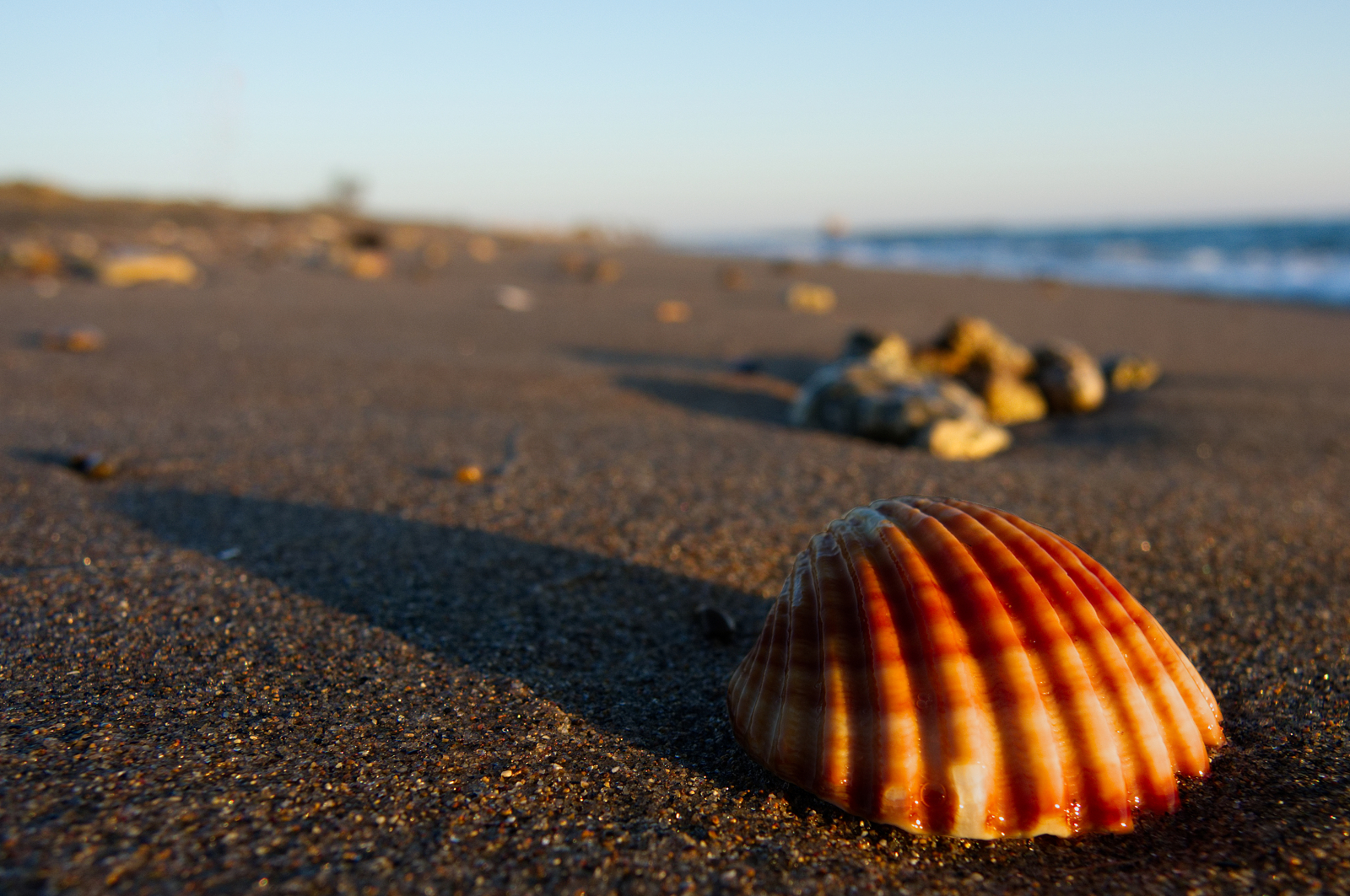 Acanthocardia tuberculata