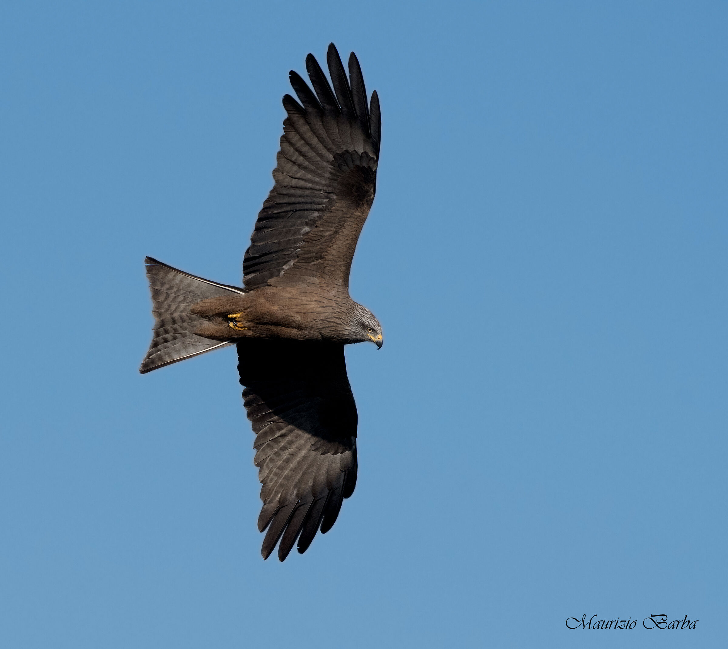 Brown Kite