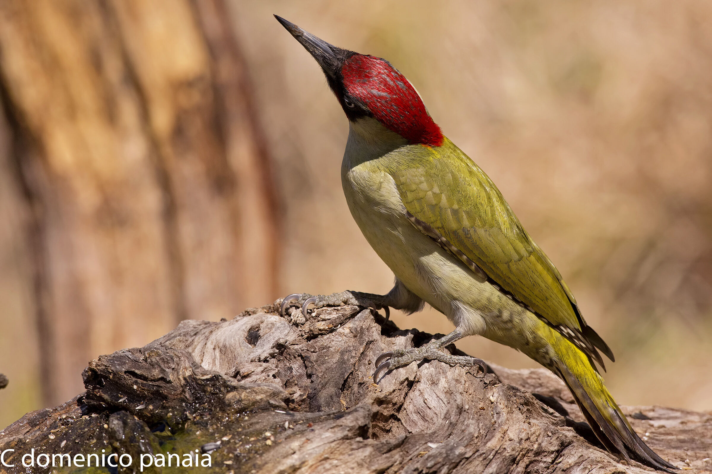 ei son pettinato?!?!