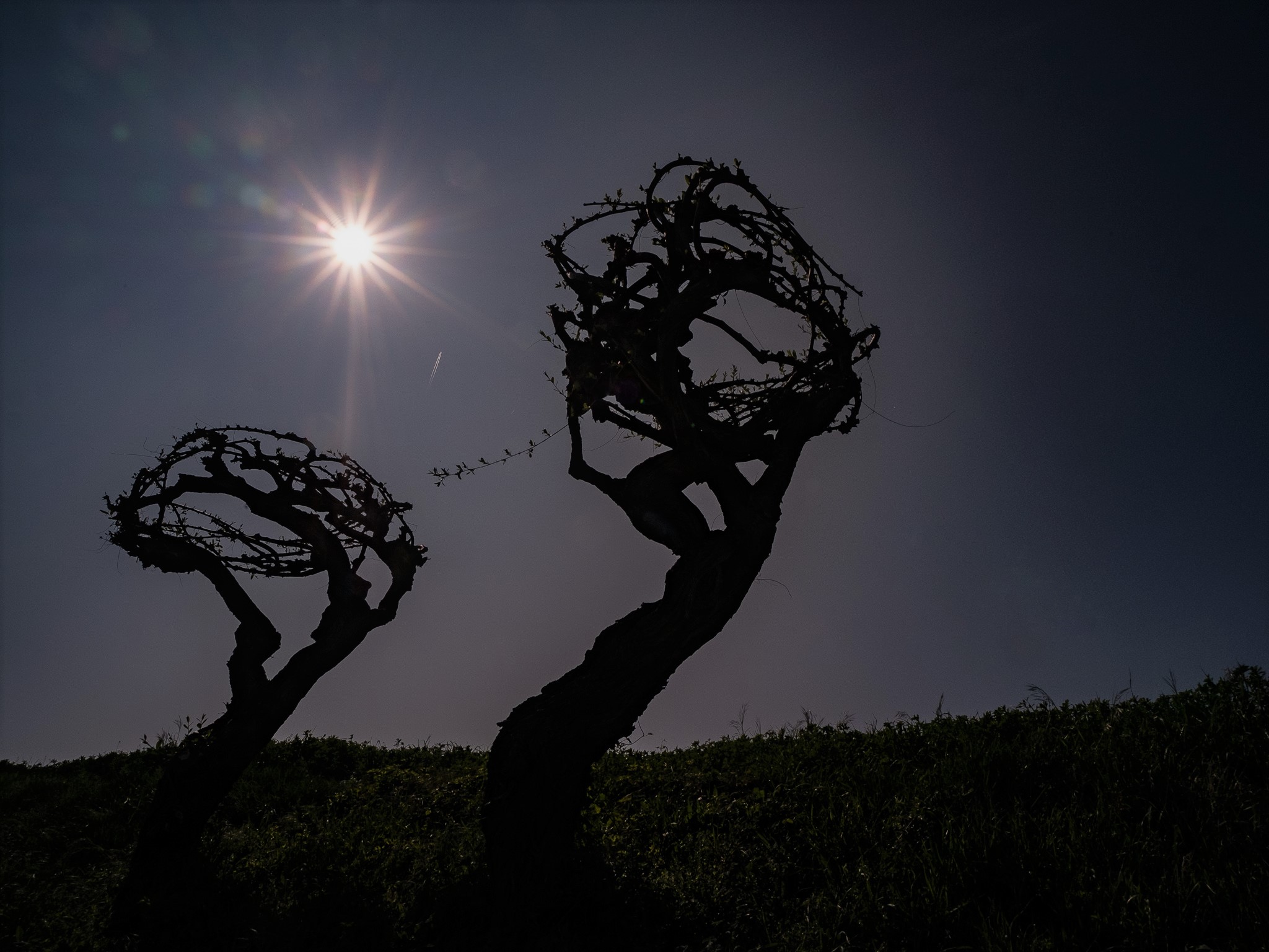 The Dance of the Wilices