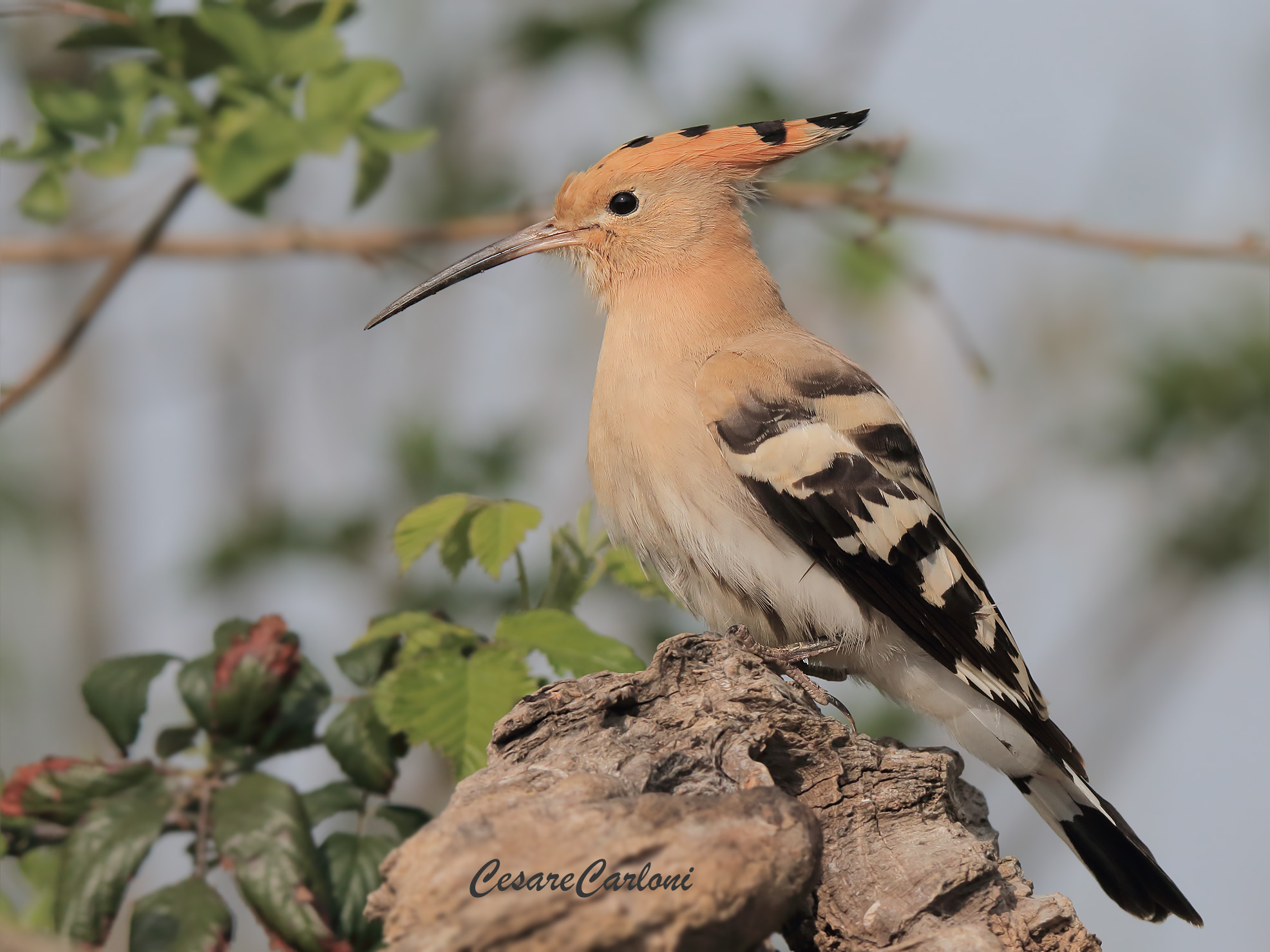 Hoopoe (Hoopoe epops)