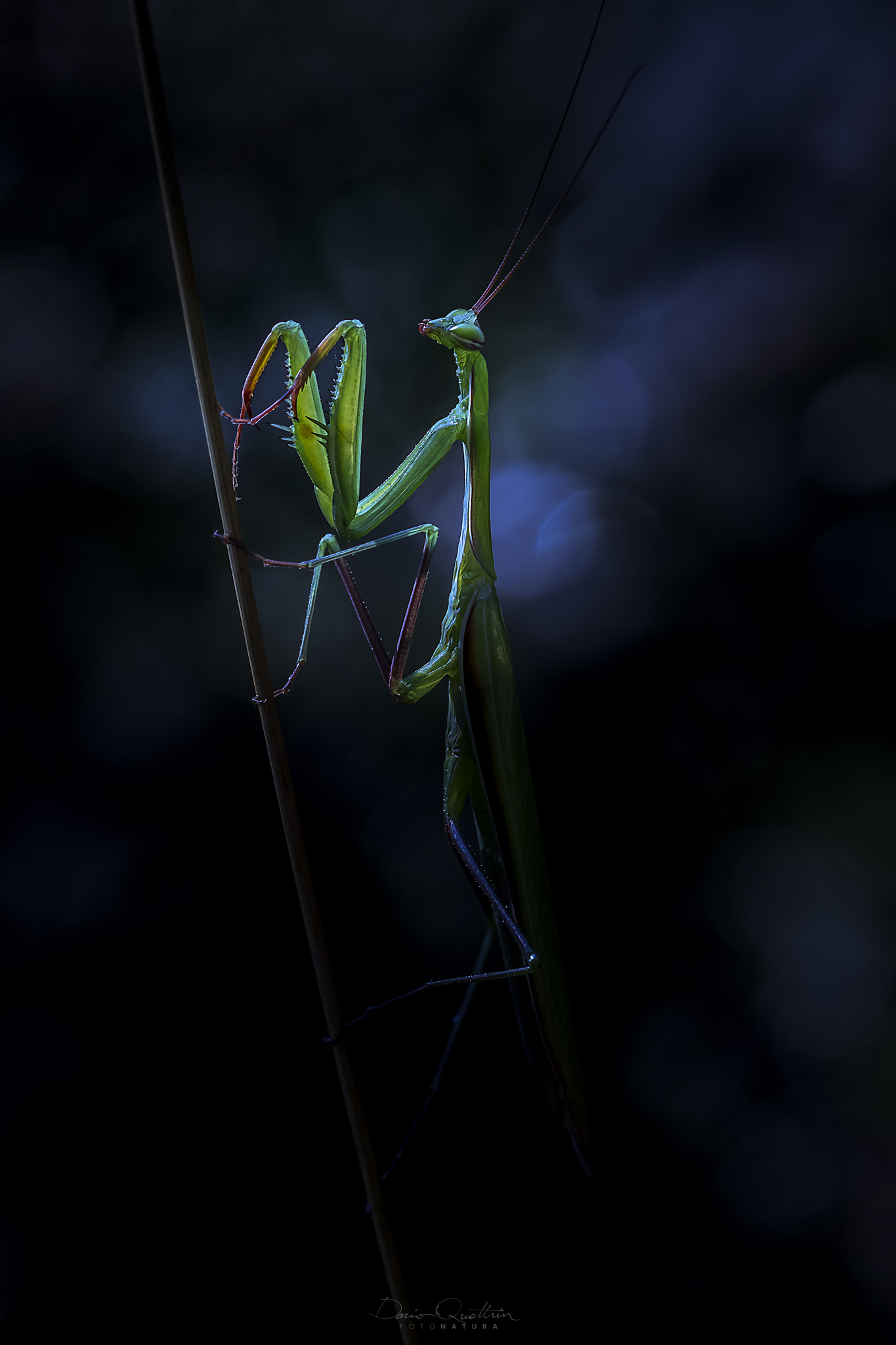 Mantis religiosa