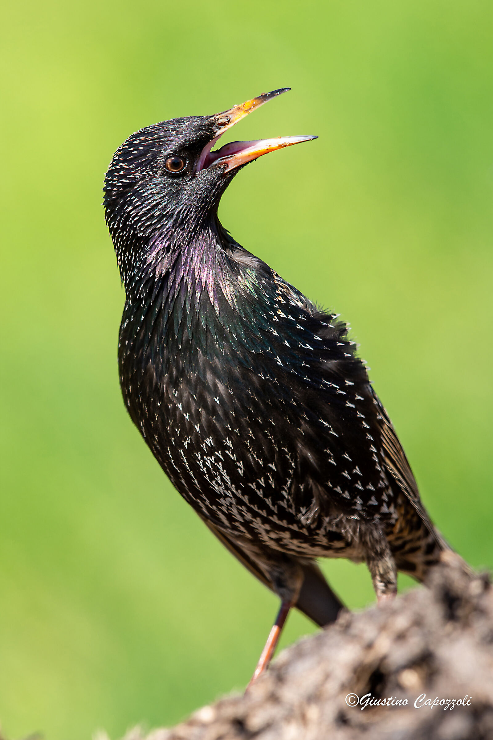 Sturnus Vulgaris