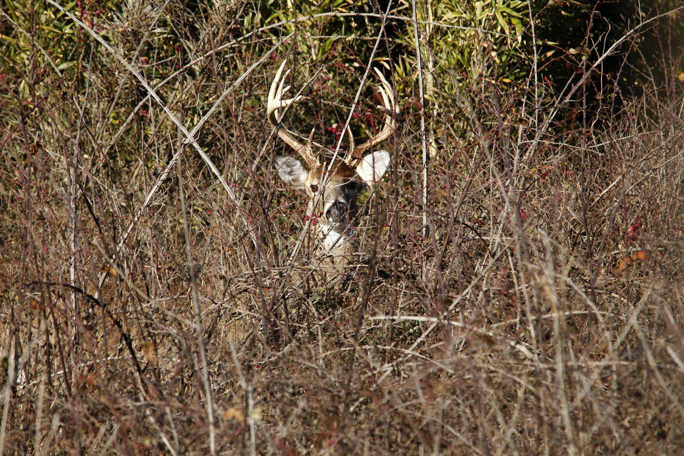 Buck In The Thicket
