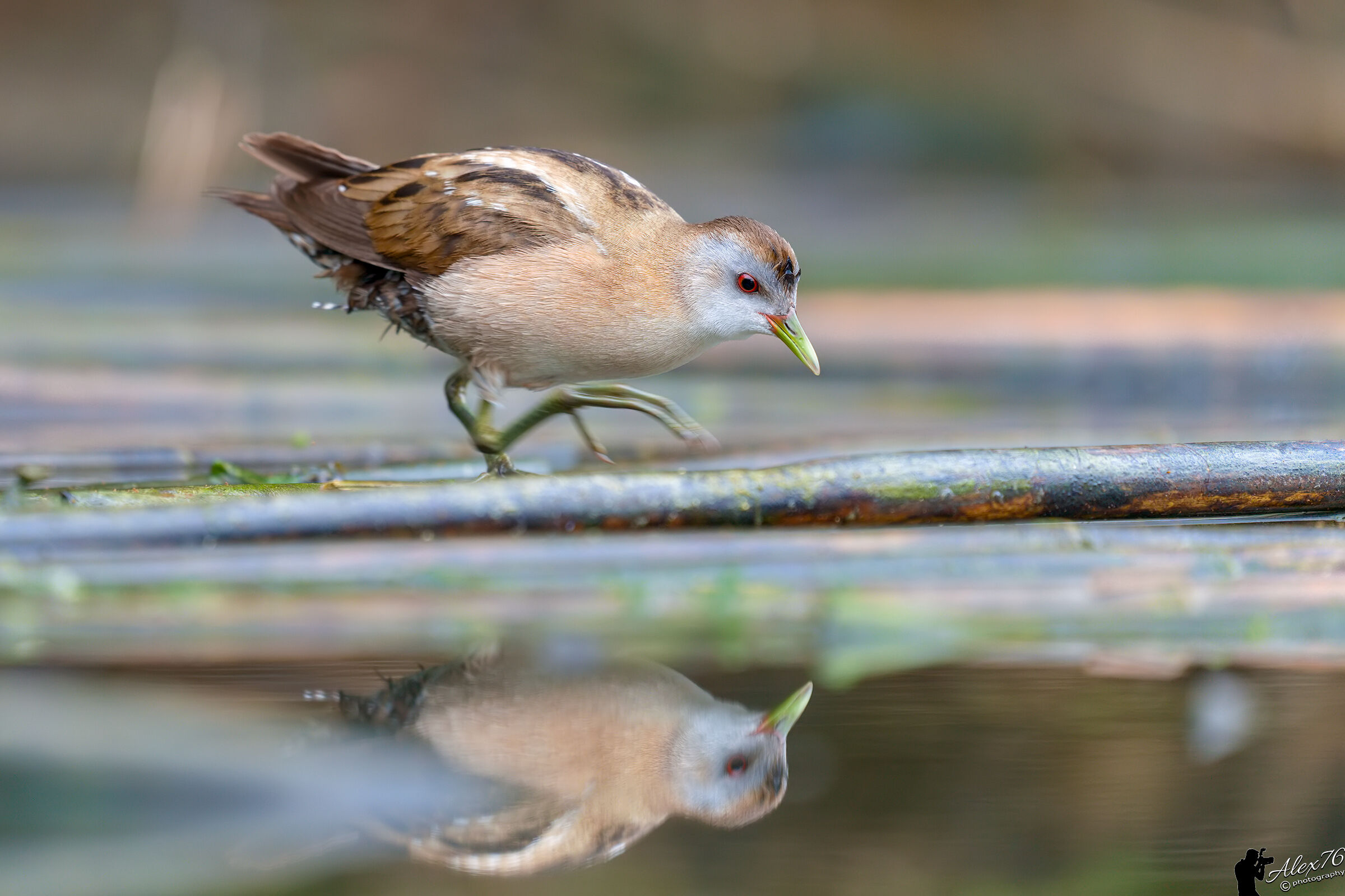 Female Crake