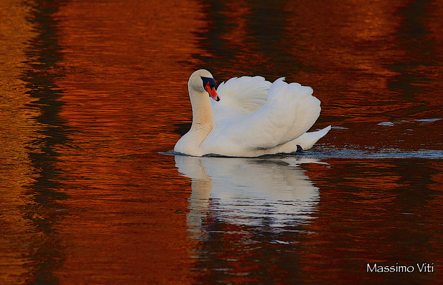 Ultime luci .... Cigno reale