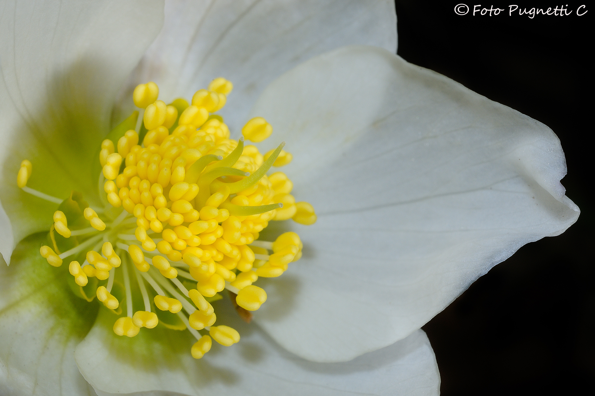 First Floor Elleboro