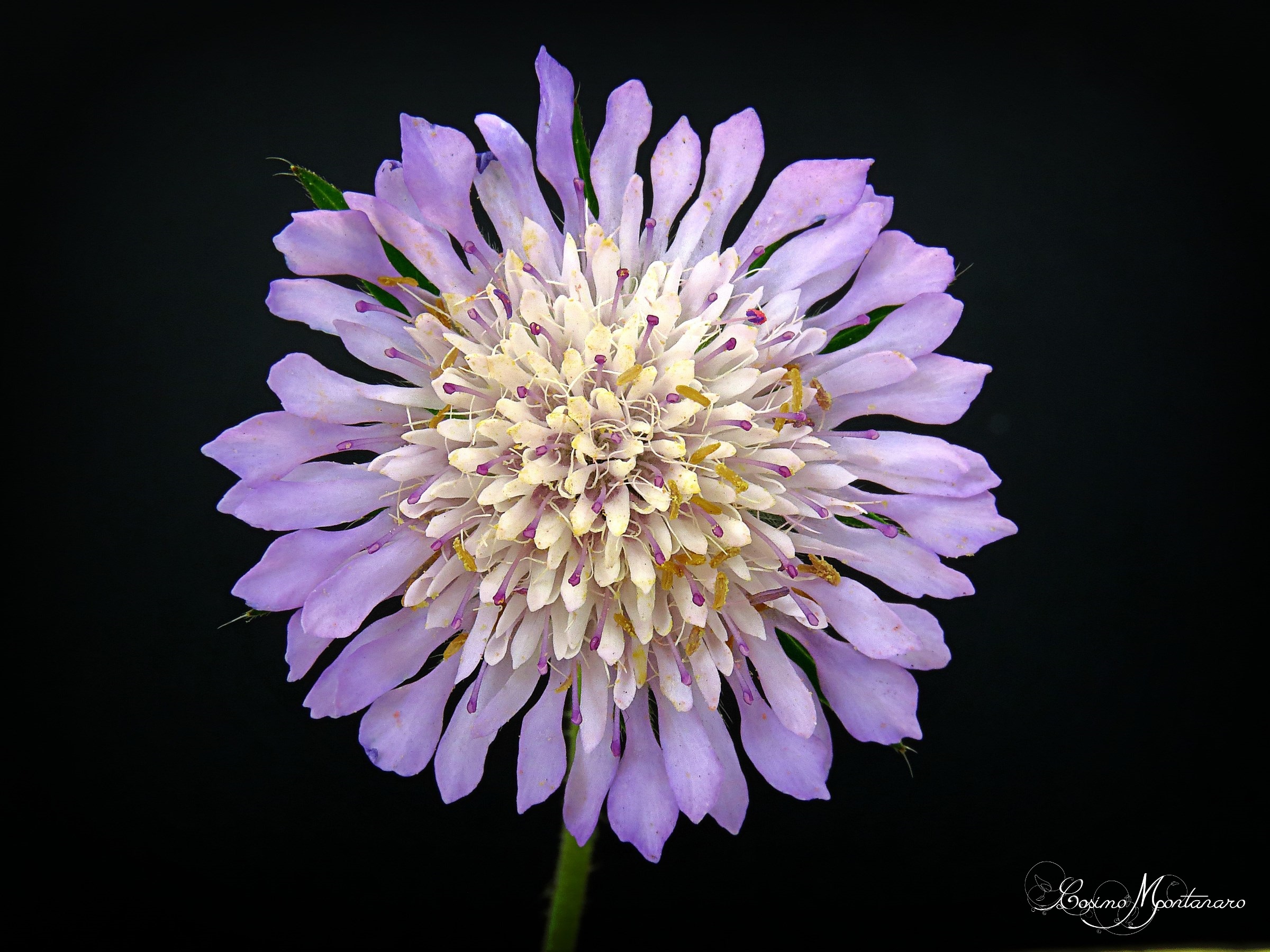 Scabiosa columbaria