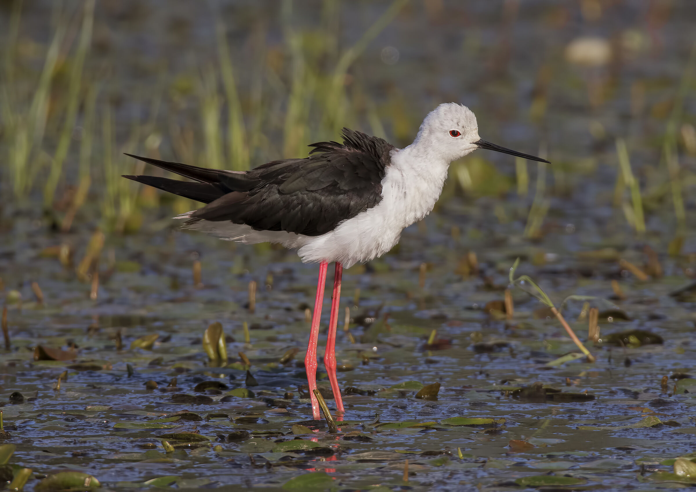 Un Cavaliere spettinato