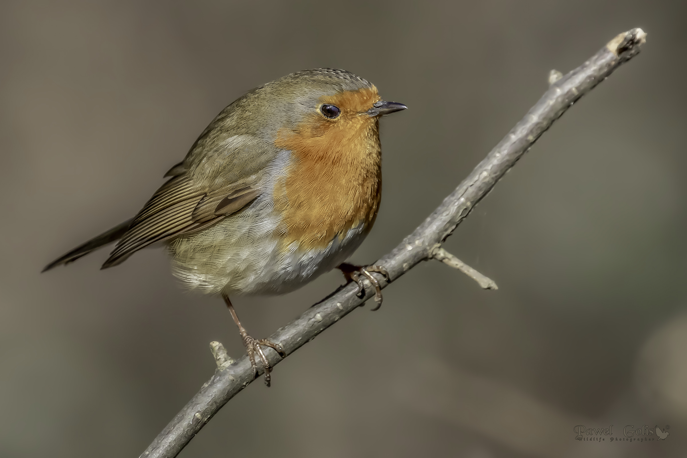 Pettirosso europeo (Erithacus rubecula)