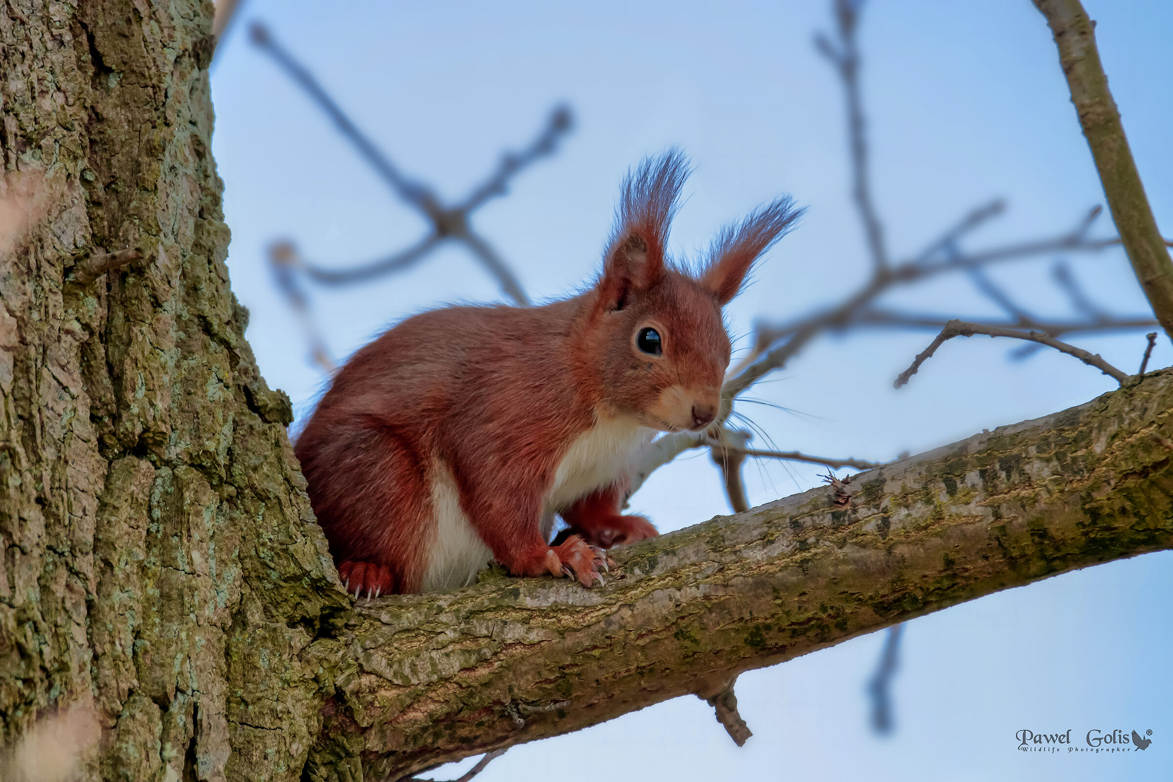 Rosso Squirell (Sciurus vulgaris)