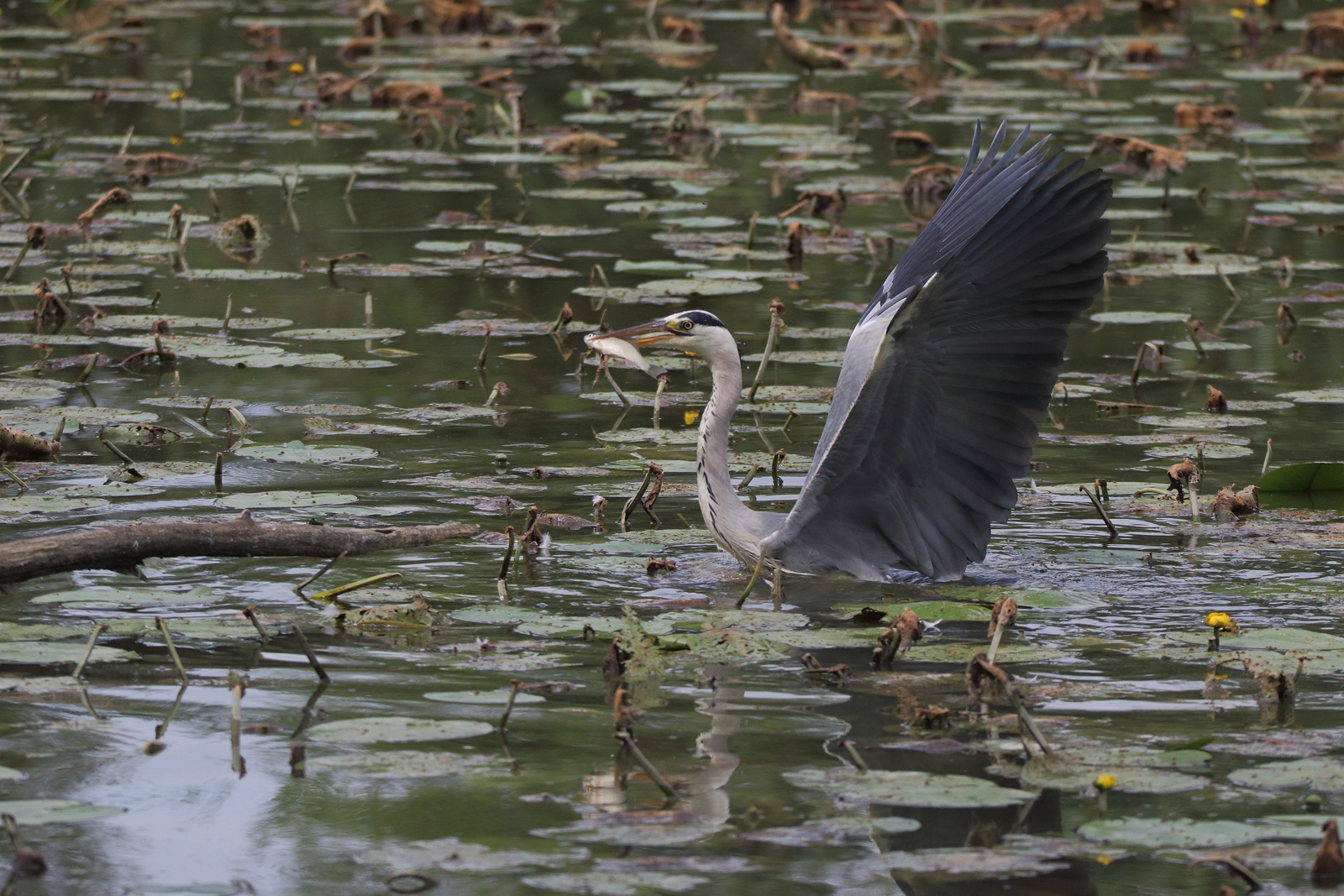 Airone cinerino con pesce