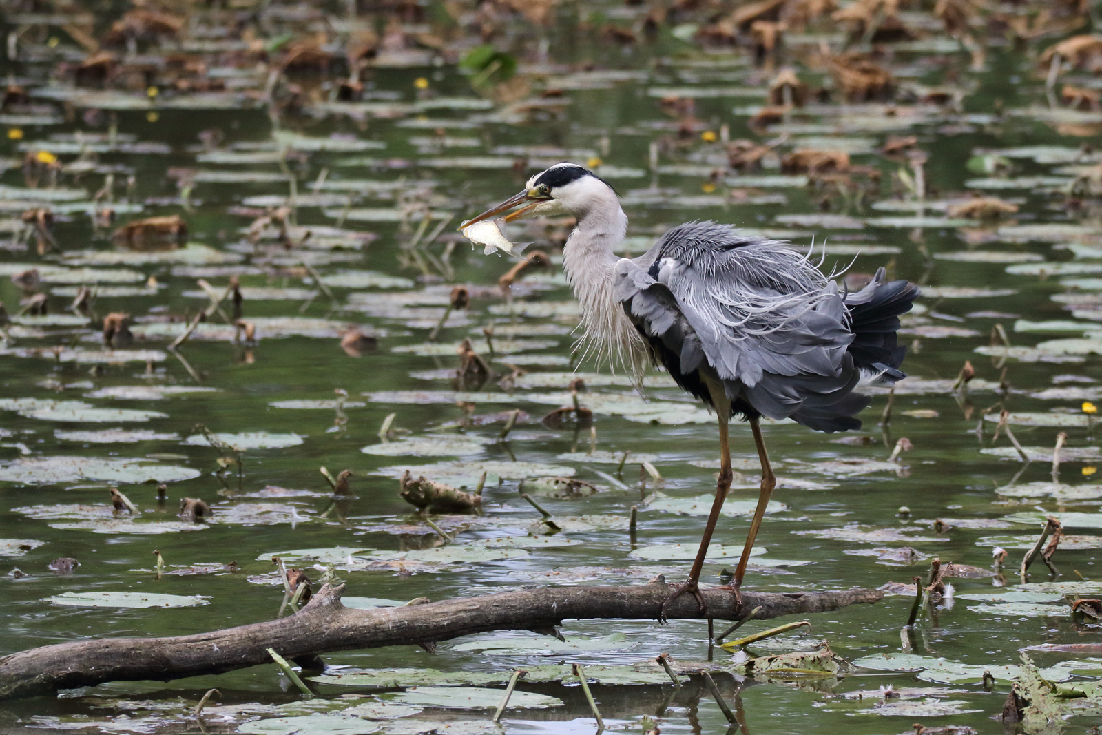 Airone cinerino con pesce