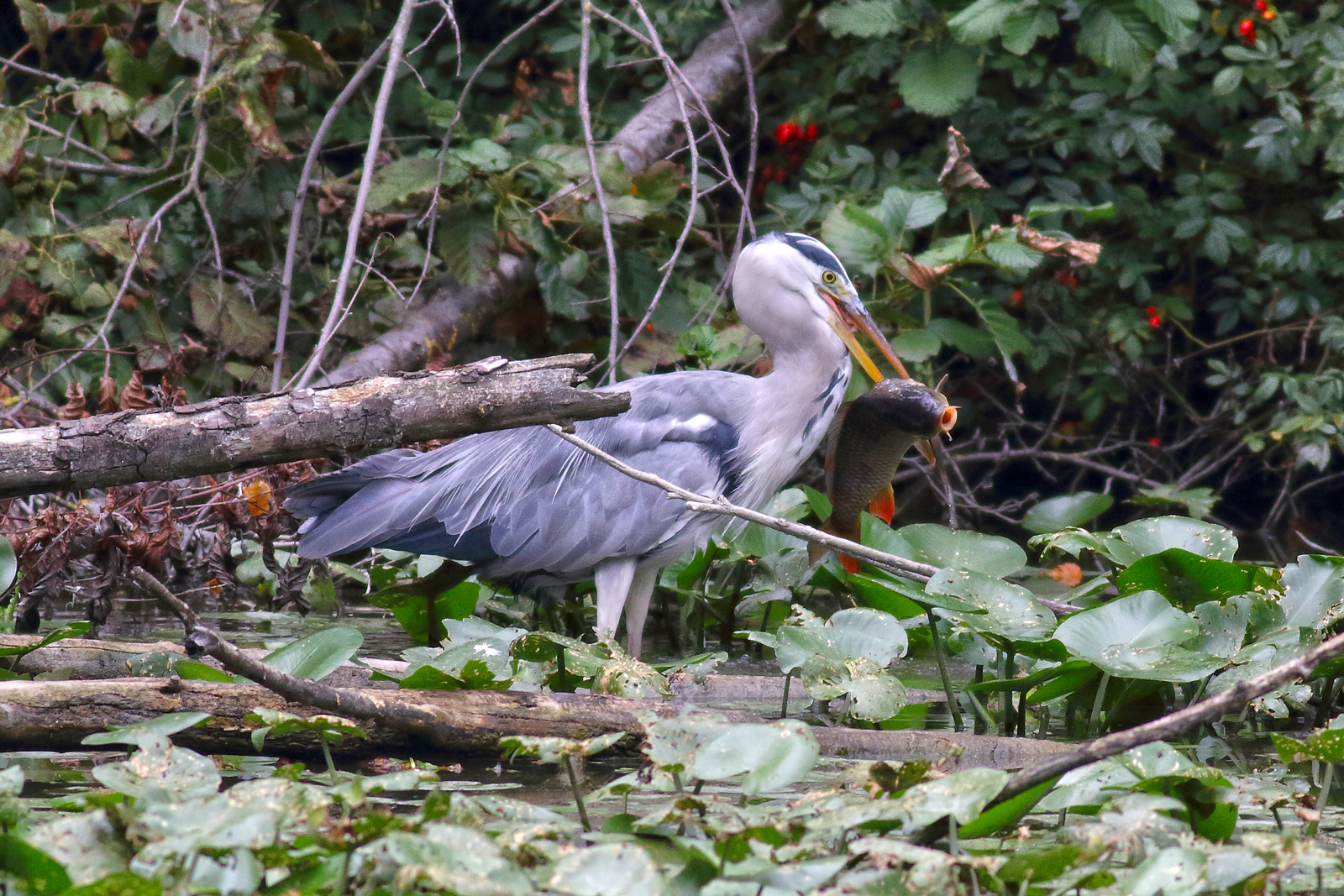 Airone cinerino con pesce