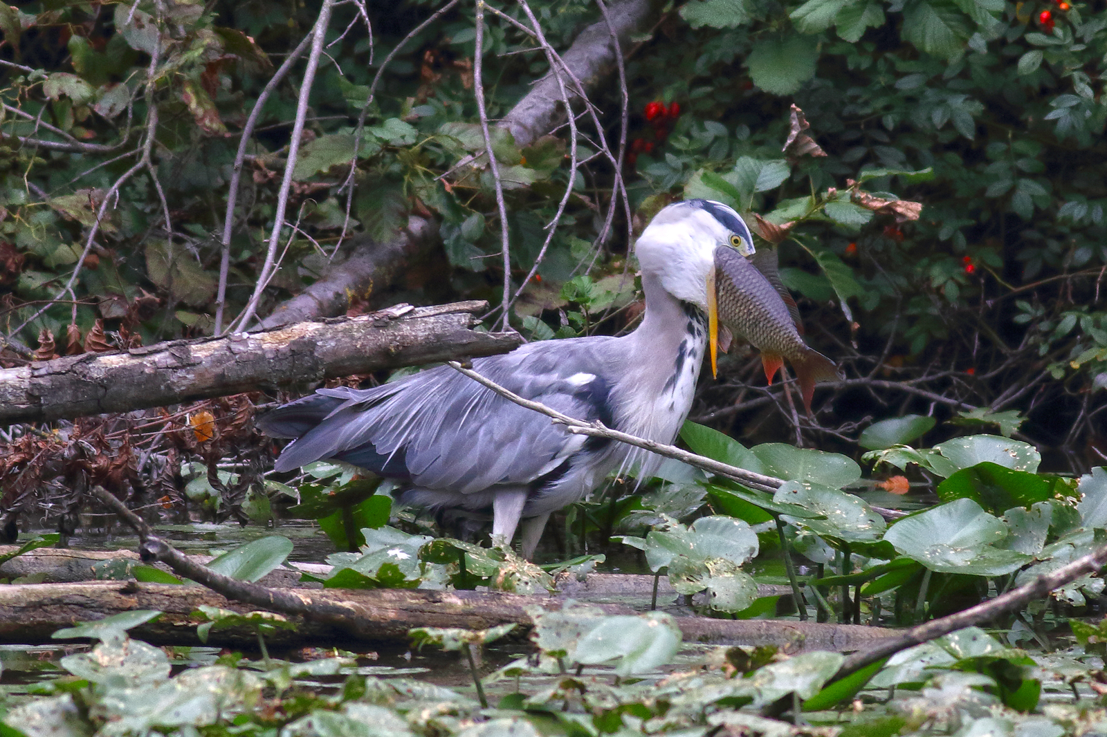 Cinerino Heron with fish