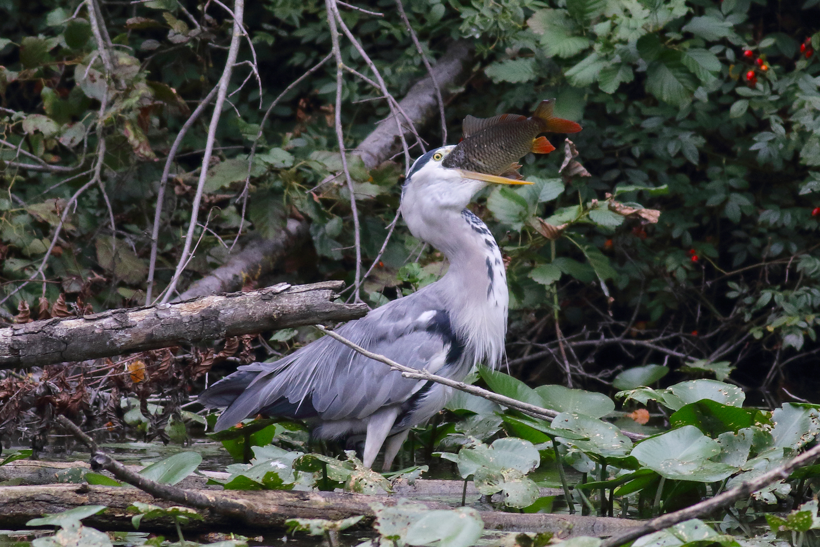 Cinerino Heron with fish