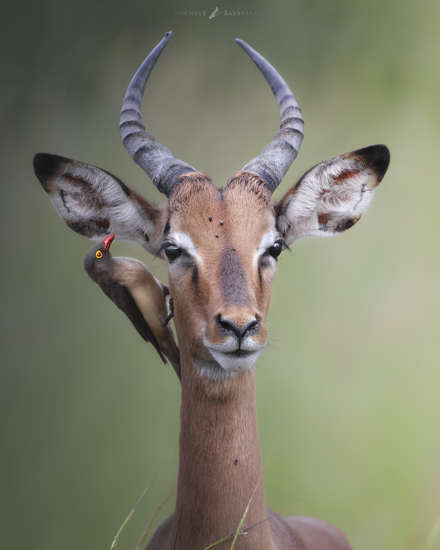“The strange couple"
