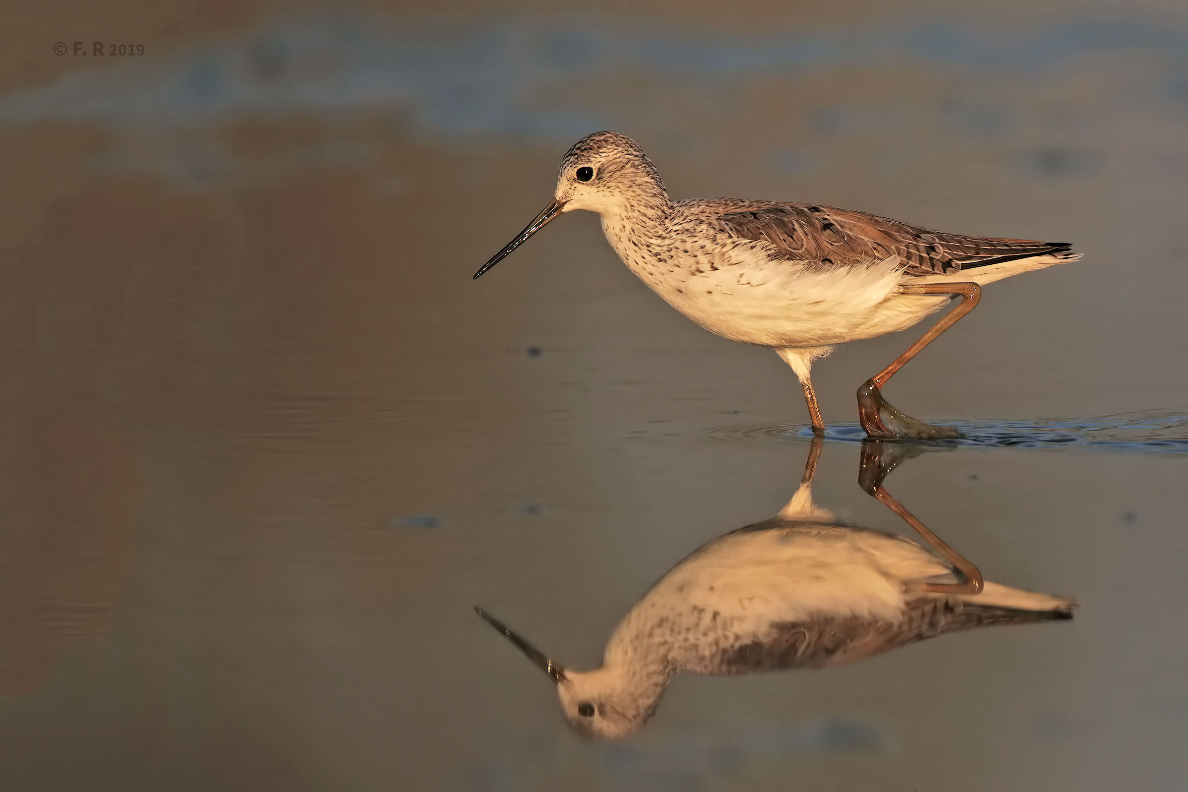 Marsh Sandpiper at sunset